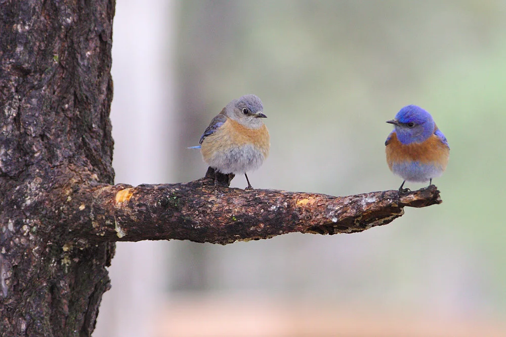 LANDSCAPING FOR WILDLIFE - Spaulding Memorial Library