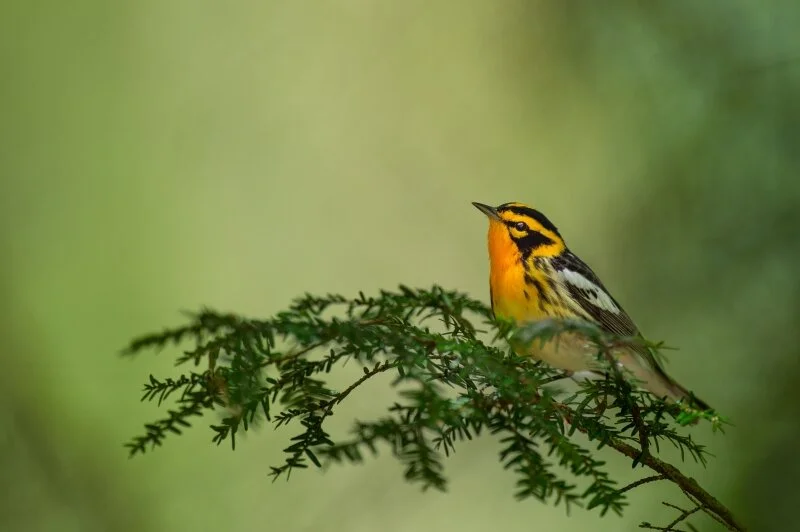 Waves of Warblers