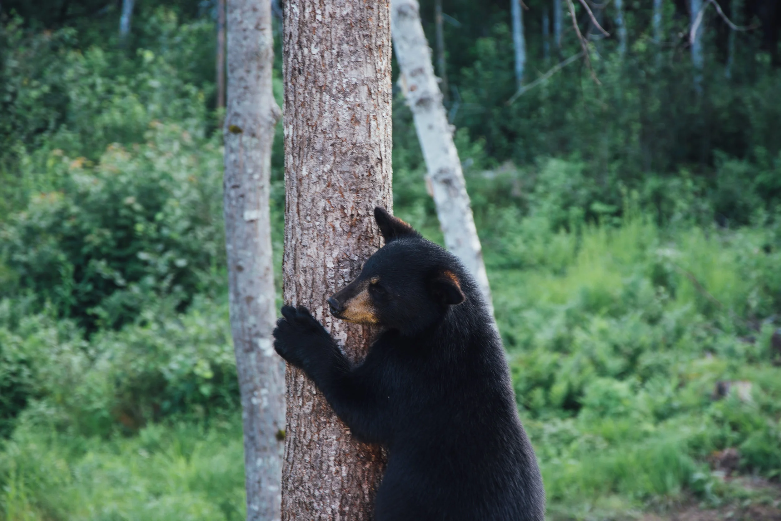 THE BLACK GHOST - Understanding the Maine Black Bear- Hollis Public Library