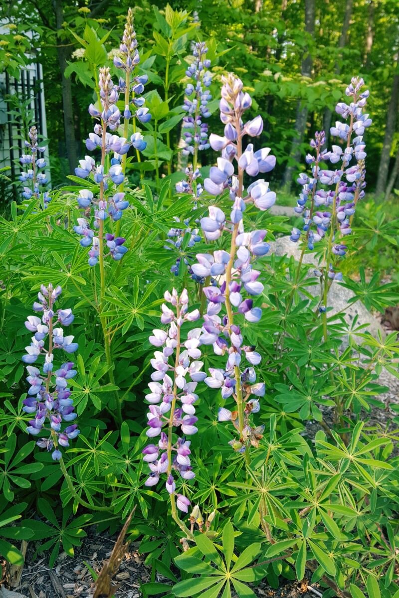 Maine's Real Lupine Revealed — First Light Wildlife Habitats