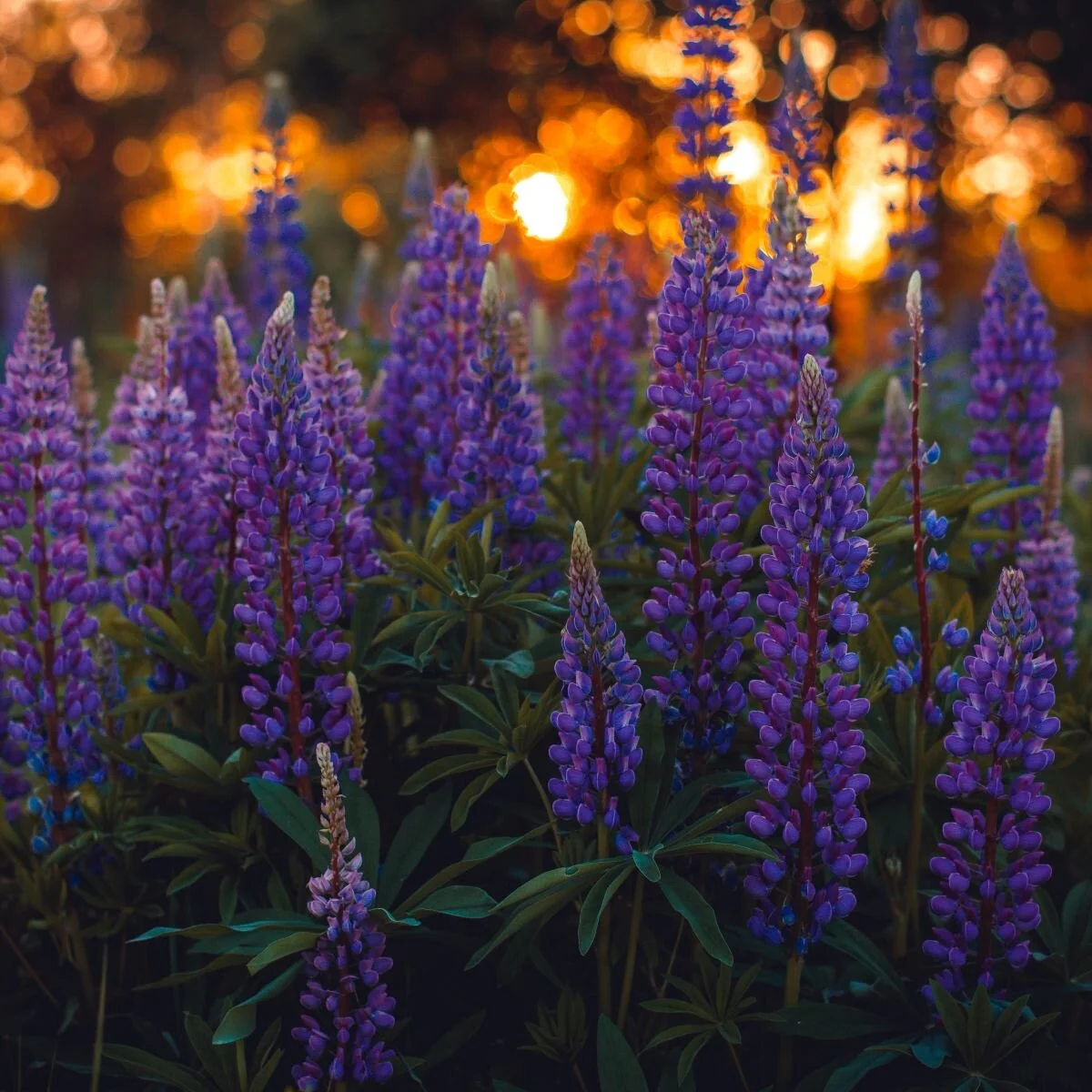 Maine's Real Lupine Revealed — First Light Wildlife Habitats