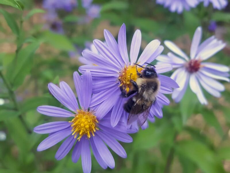 Flower “beds” For Bumble Bees — First Light Wildlife Habitats