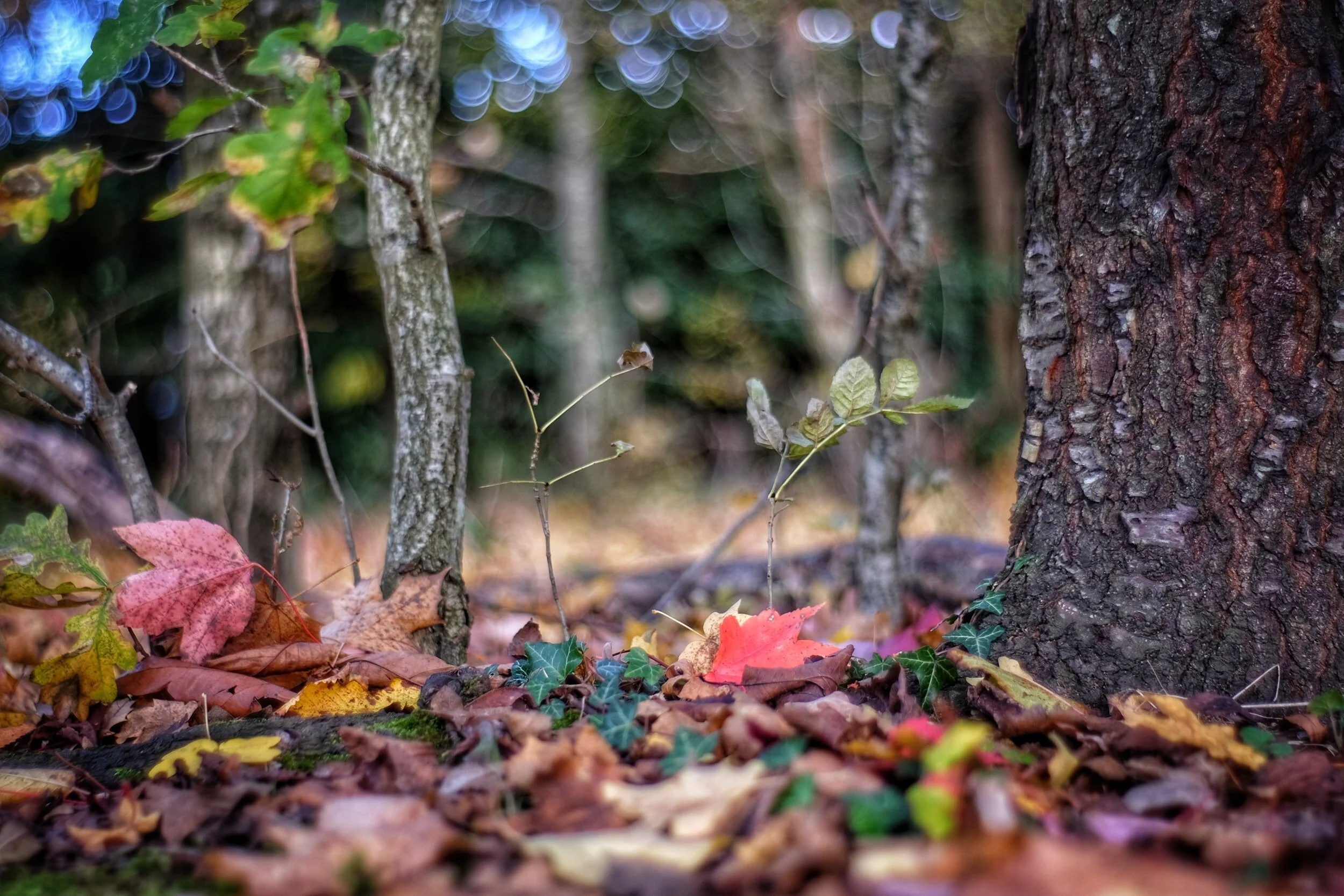 FOREST BIODIVERSITY - At Somerset SWCD's Yankee Woodlot