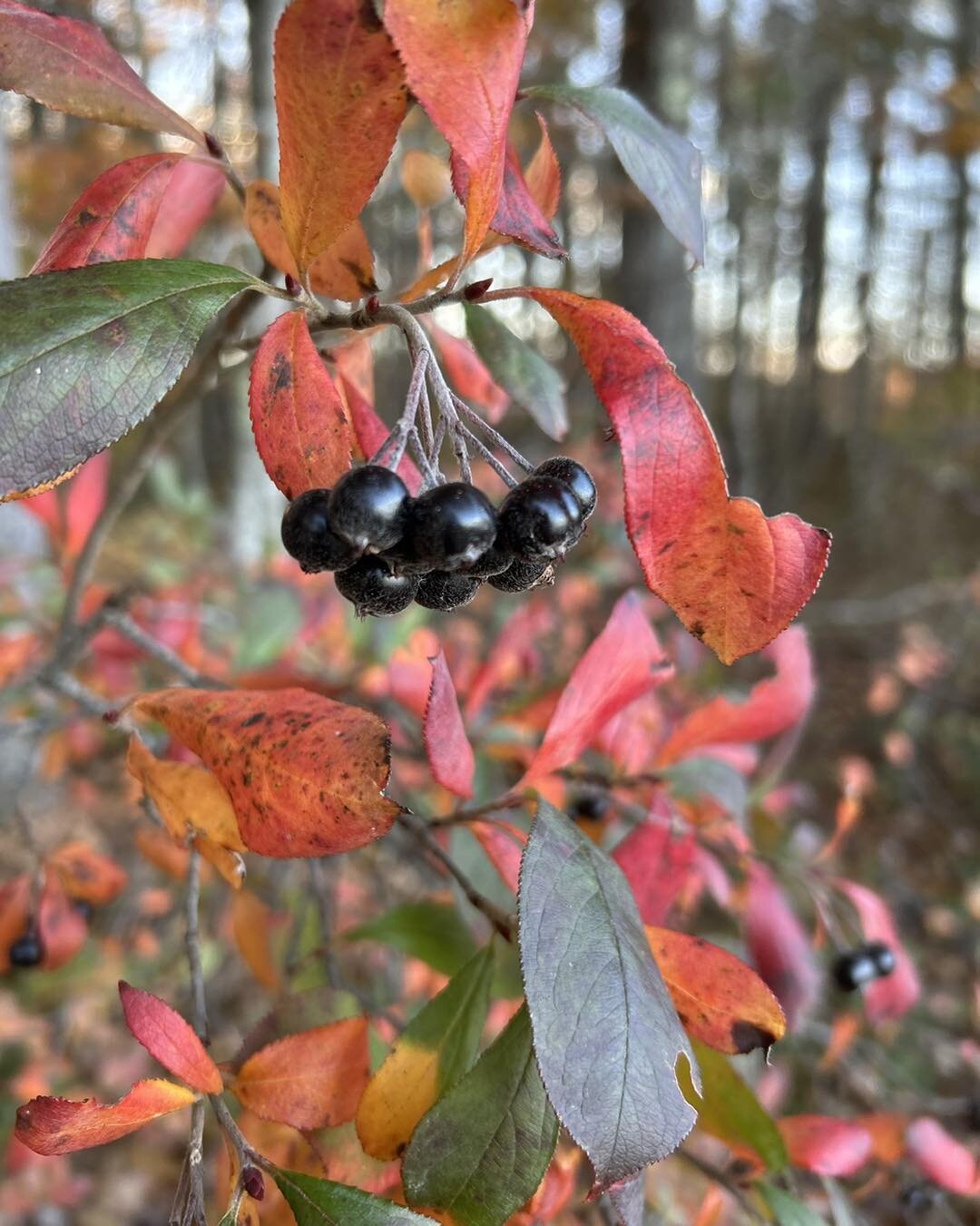#habitathaiku 

Ripe Black Chokeberry 🫐

Big black fruits wait for the birds 🪶

Because of the bees 🐝 

-#ThePersonalEcologist

#aronia #aroniamelanocarpa #birdhabitat #native #plants #NativePlants #wildplants
