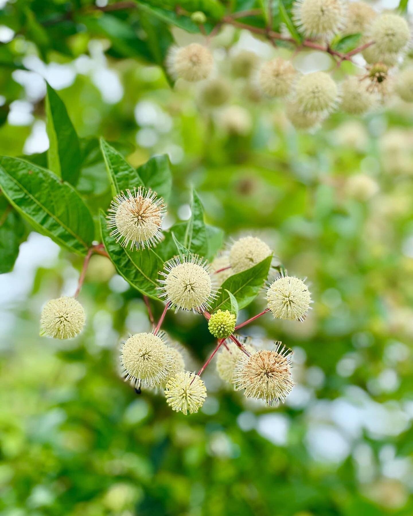 NEW #PhenologyNotes + VIDEO!

Have you witnessed the beautiful Buttonbush blooms these last few weeks? They embody the wild bounty of mid-summer.

These uniquely geometric globes of bright white seem to explode from lush ribbons of green along the sh