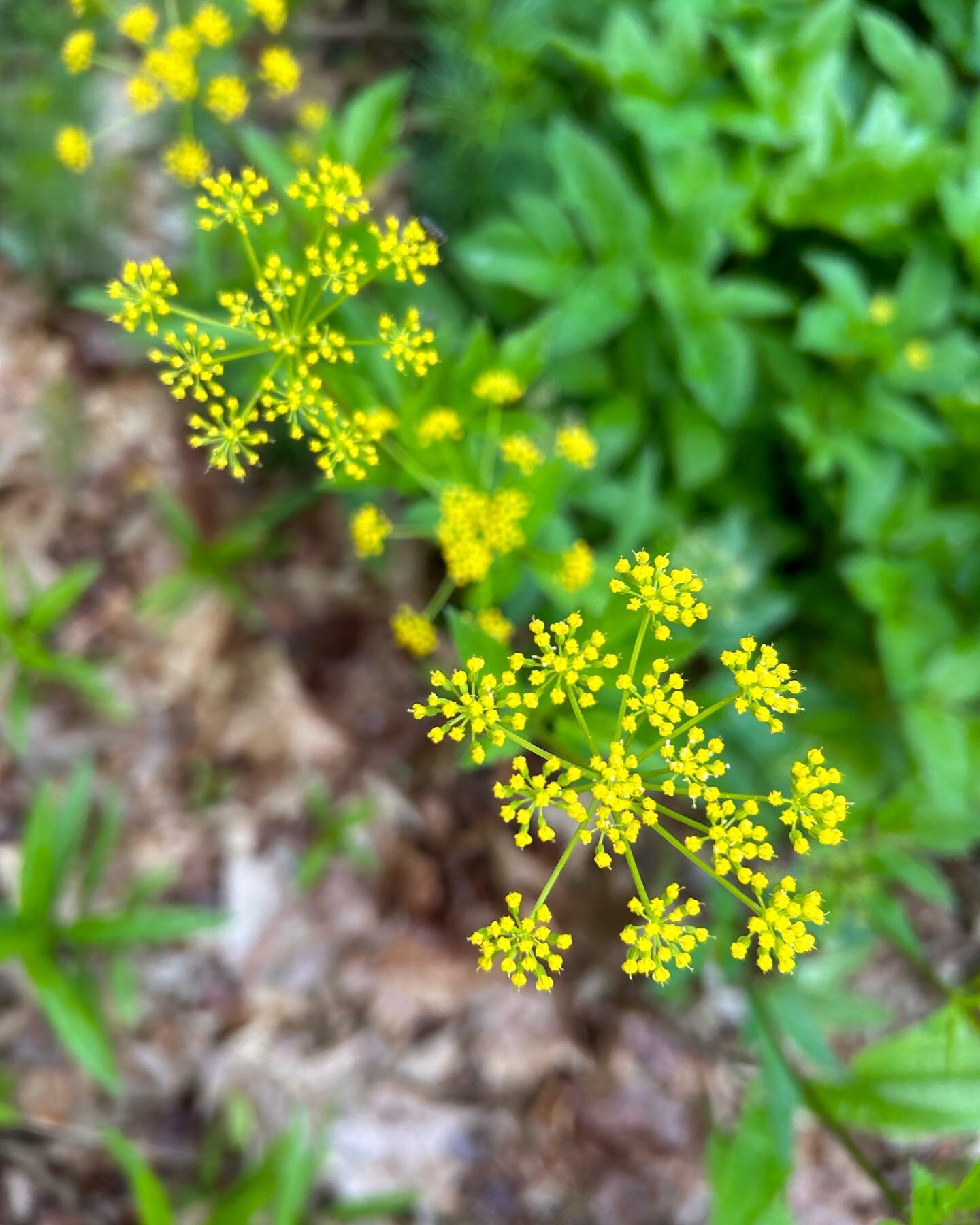 The current star of my habitat garden: #ziziaaurea #goldenalexanders
#nofilter