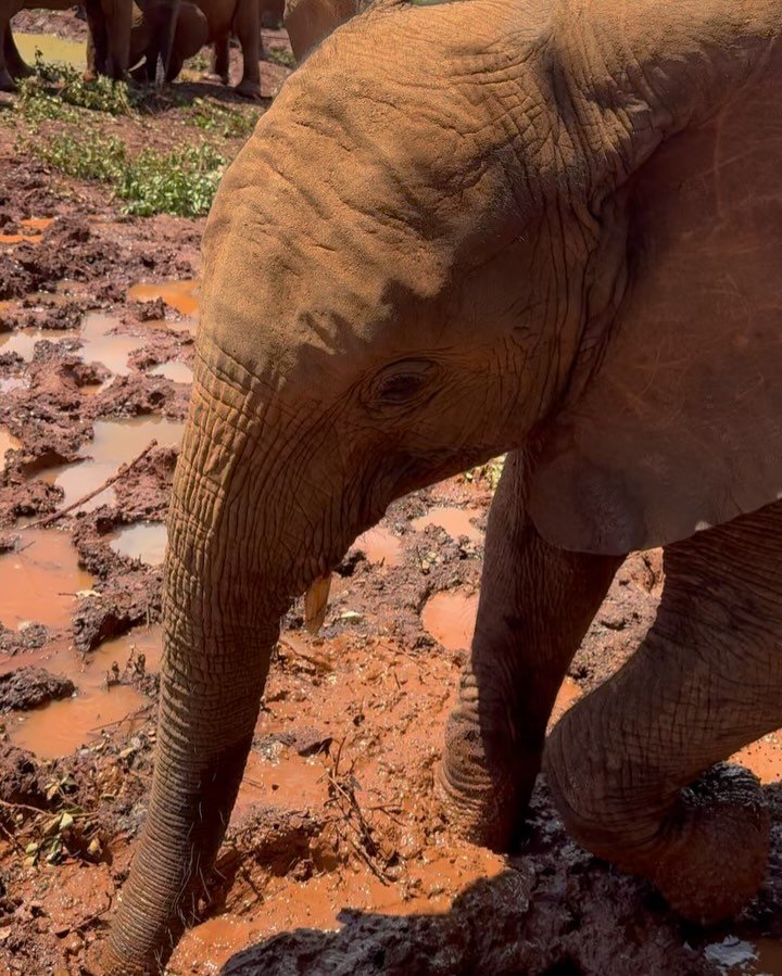 🐘🐘🐘It was so special to visit the Elephant Orphanage today! What an amazing place! The work they do is truly incredible, rescuing orphaned young elephants (and rhinos) and raising them up until they can return to the wild. They even have anti-poac