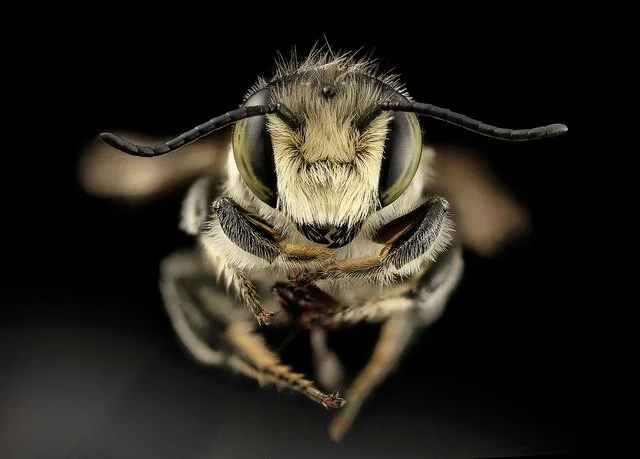 WILD BEES: SUPER POLLINATORS - Tear Cap Workshops