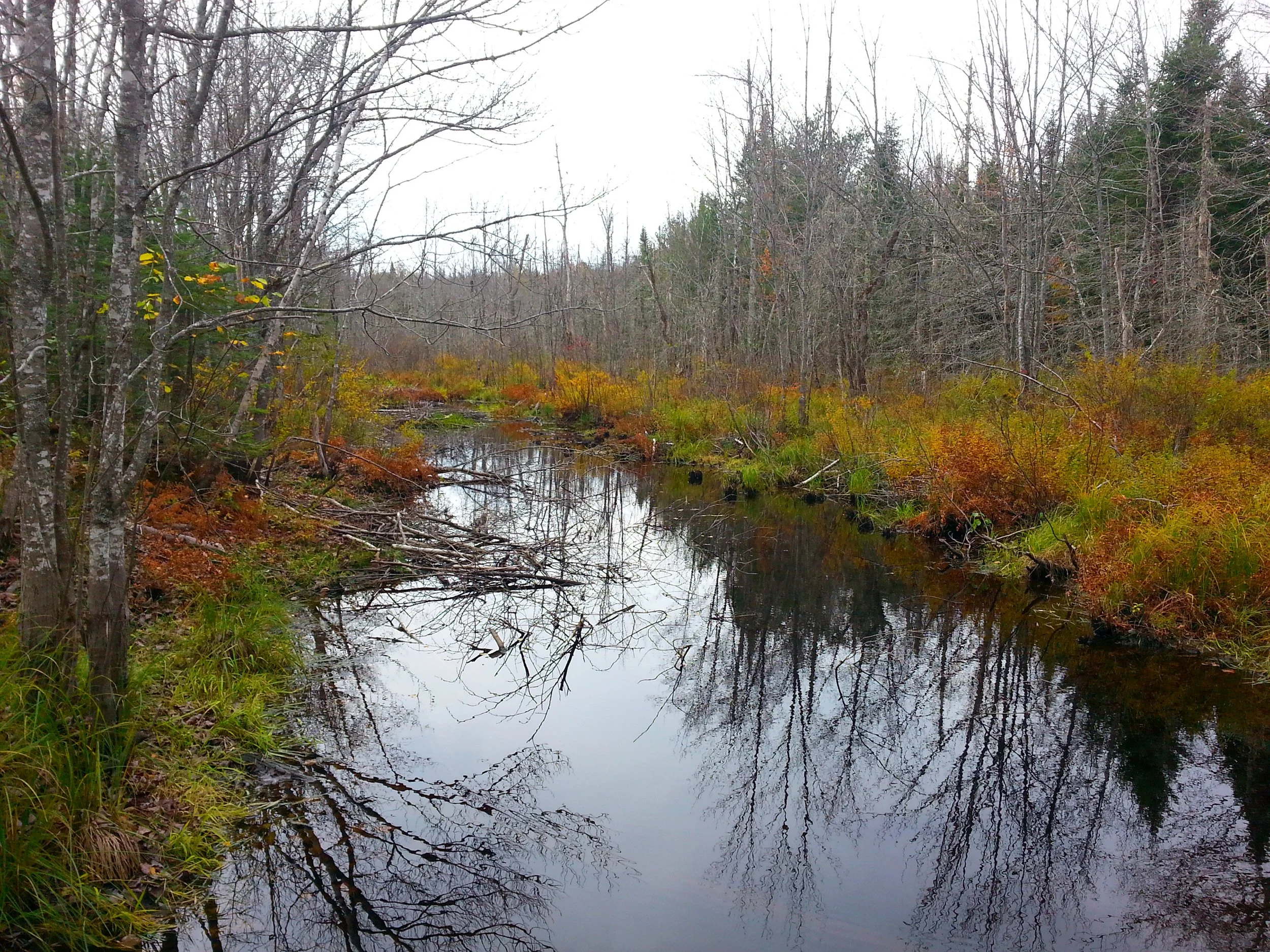 GUIDED ECOLOGY WALK - Searsmont Town Library
