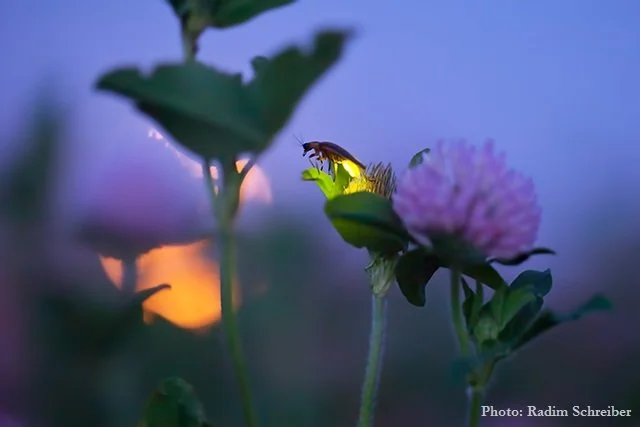 NOCTURNAL BY NATURE: FIREFLIES! - Maine Audubon
