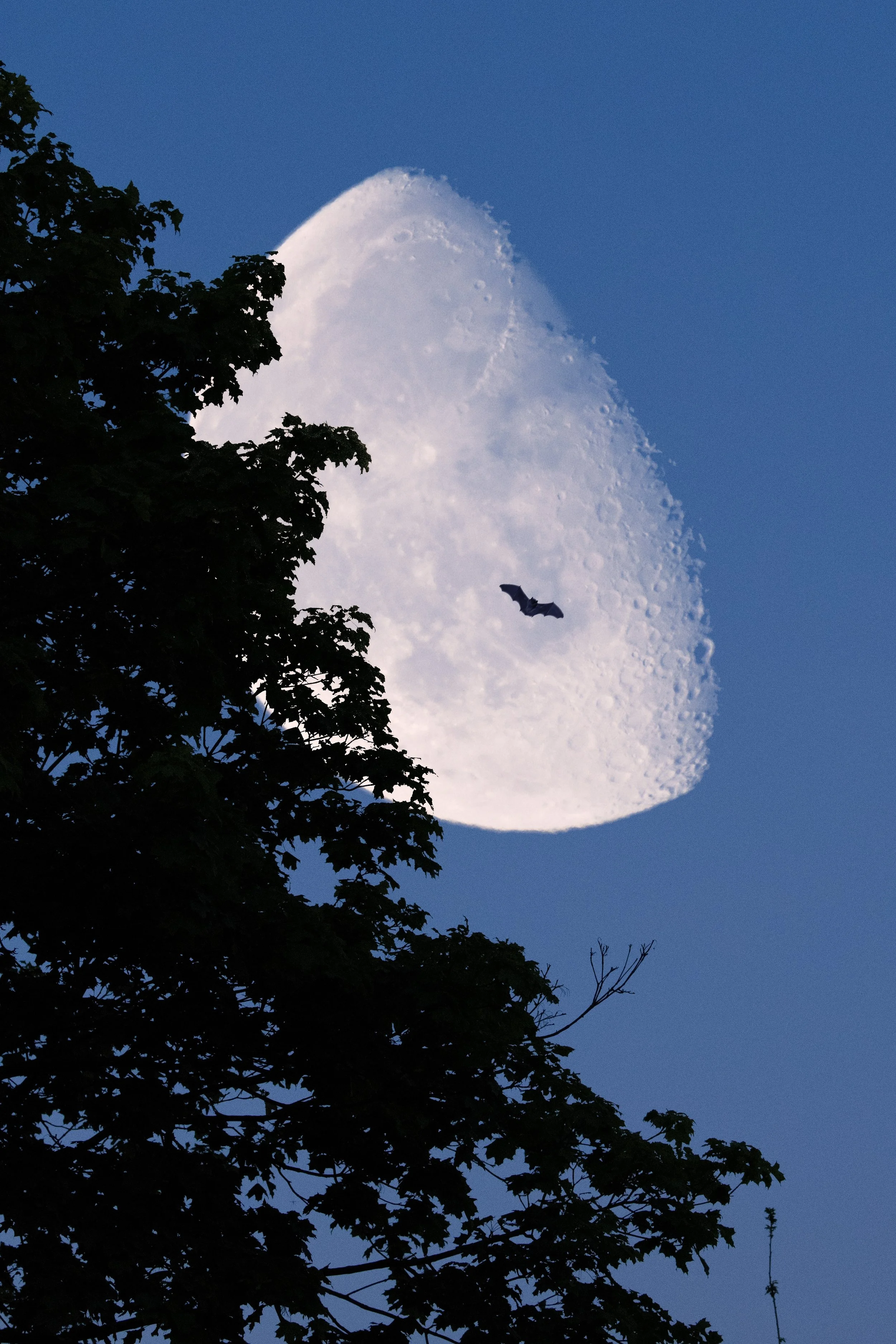 NOCTURNAL BY NATURE: BATS! - Maine Audubon