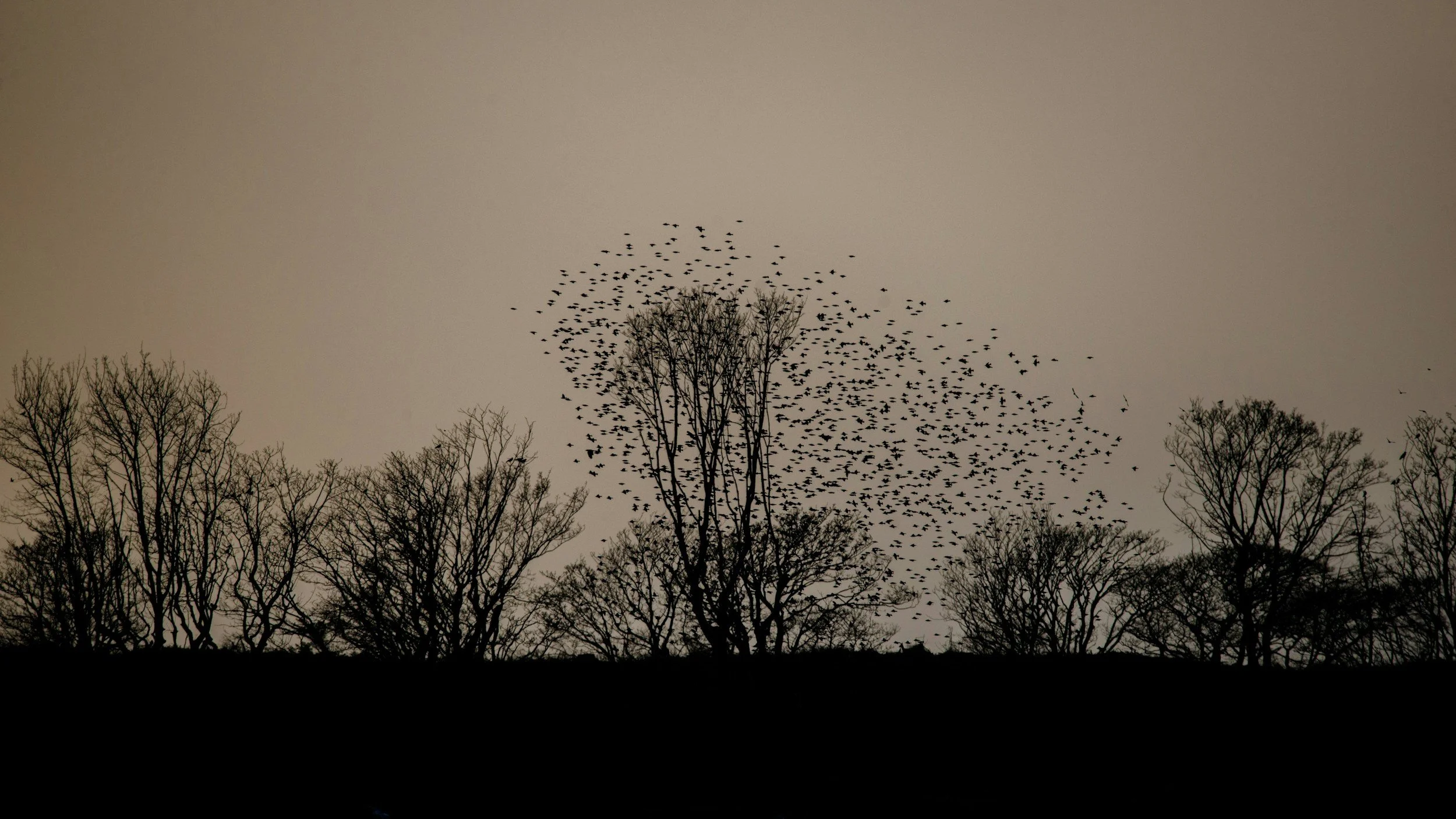 NOCTURNAL BY NATURE: MIGRATING BIRDS! - Maine Audubon
