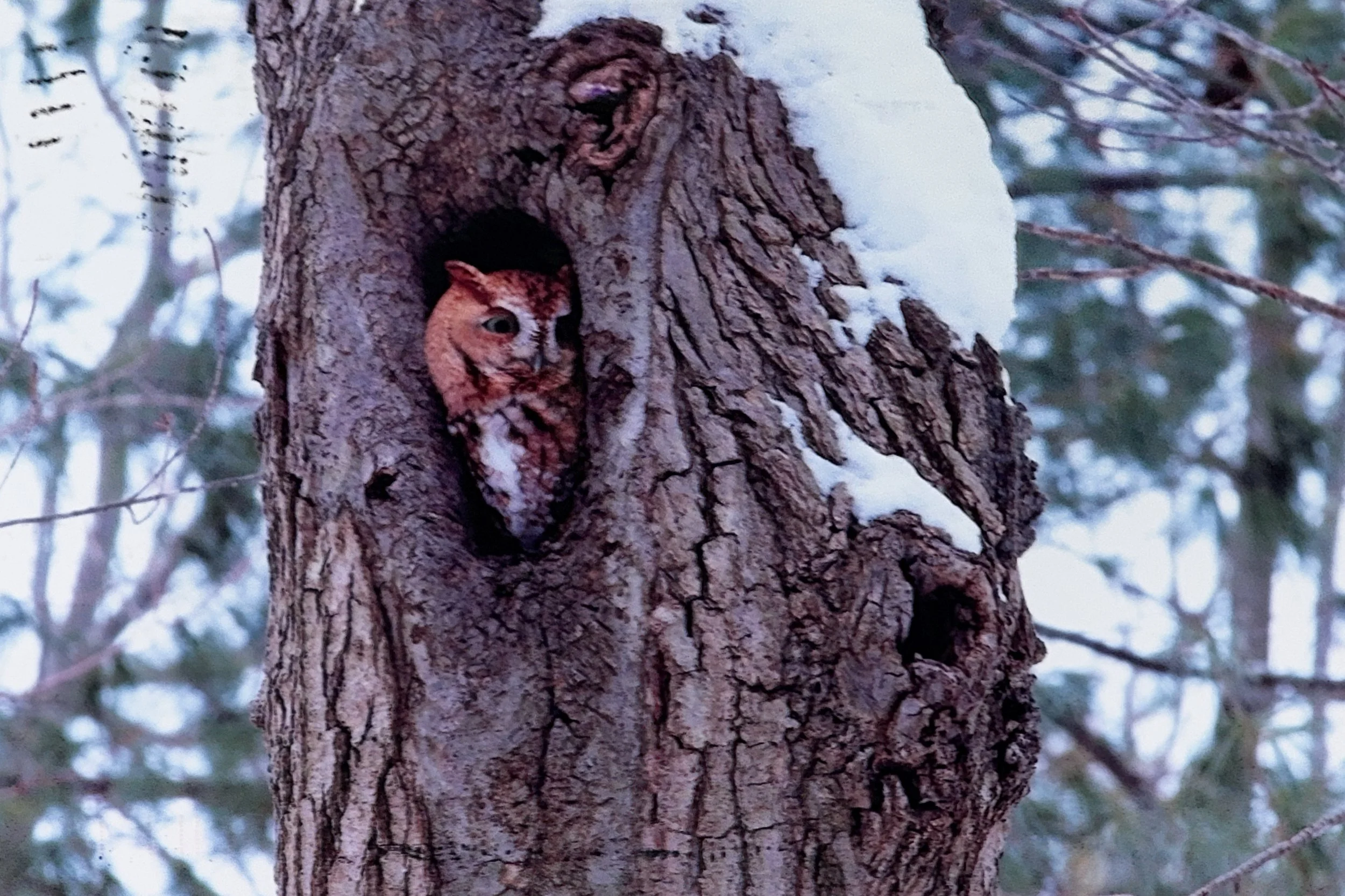 Dead and Dying Trees are Key to Life