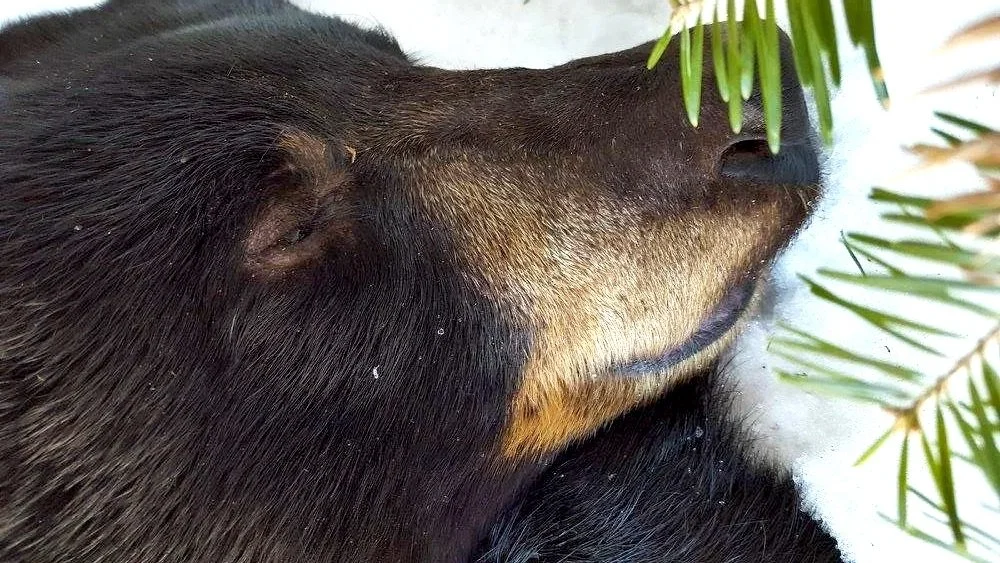 Why do bears hibernate? Bears in Winter Part 1