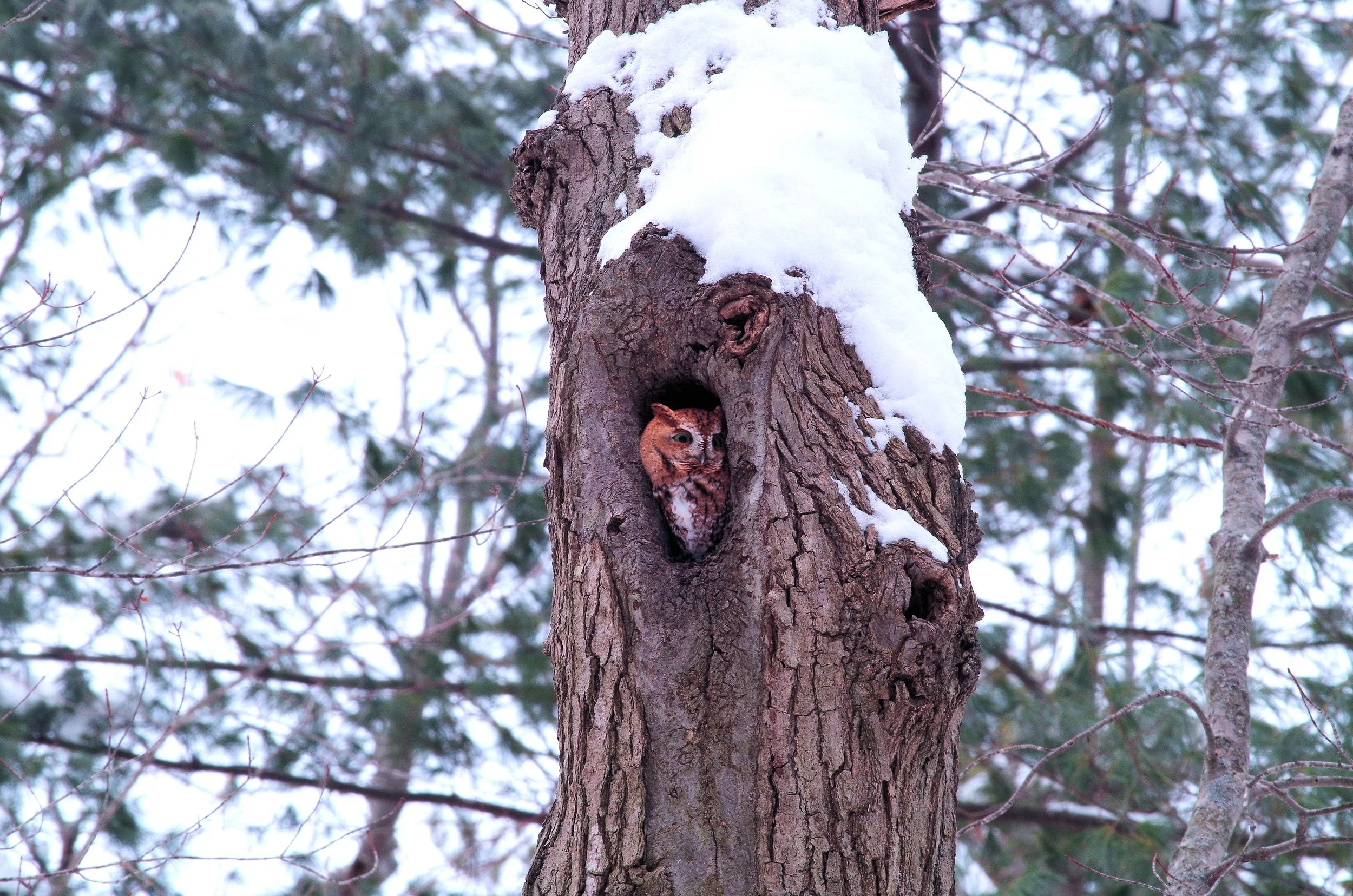 Dead and Dying Trees are Key to Life