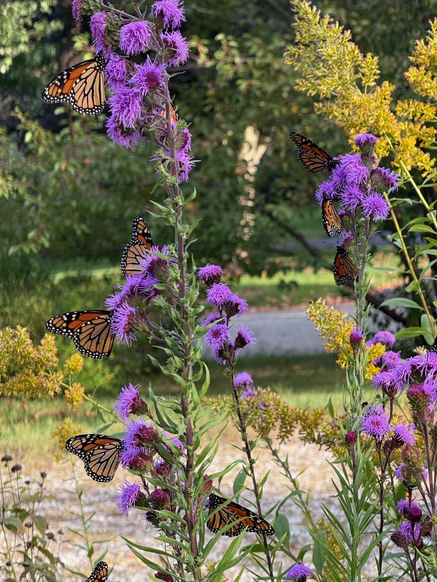 Monarchs on Liastris novae angliae x Catherine Lo.jpg