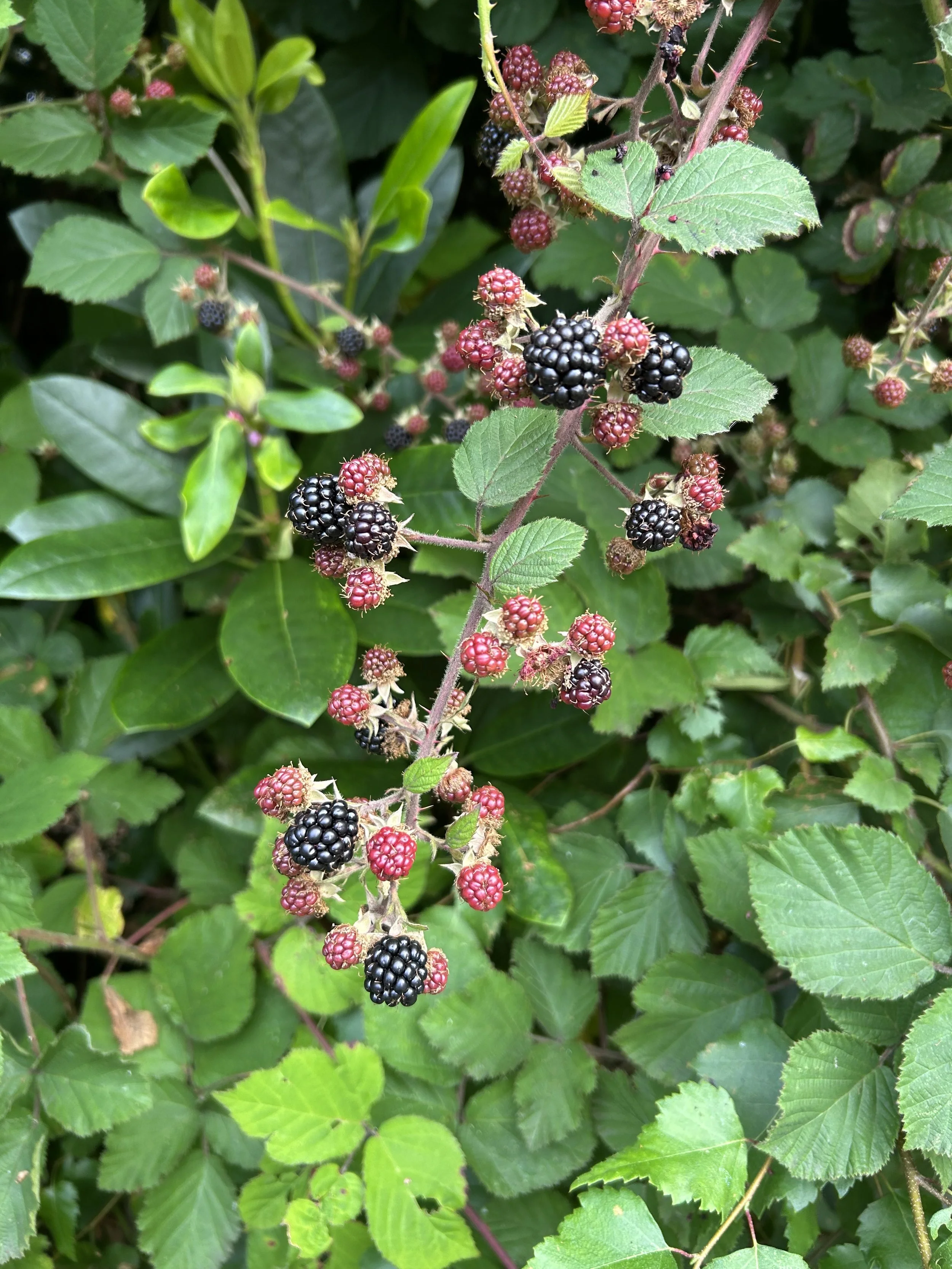 This week at the loch - 15/08/2025