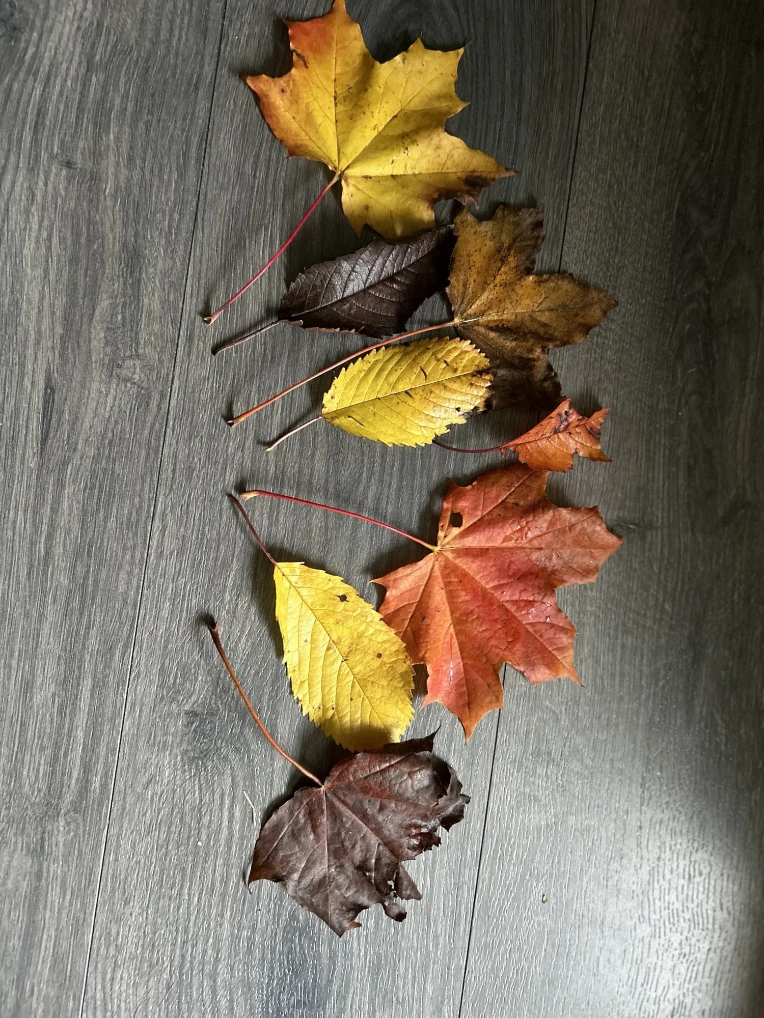 leaf display.jpeg