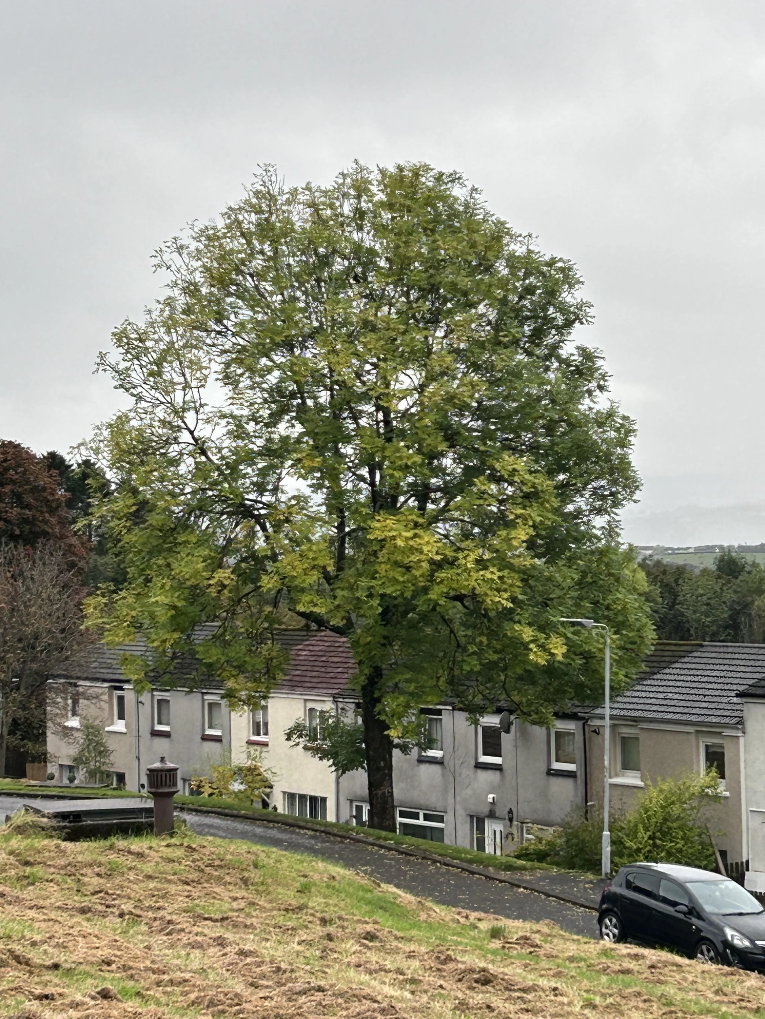 Yellow green tree.jpeg