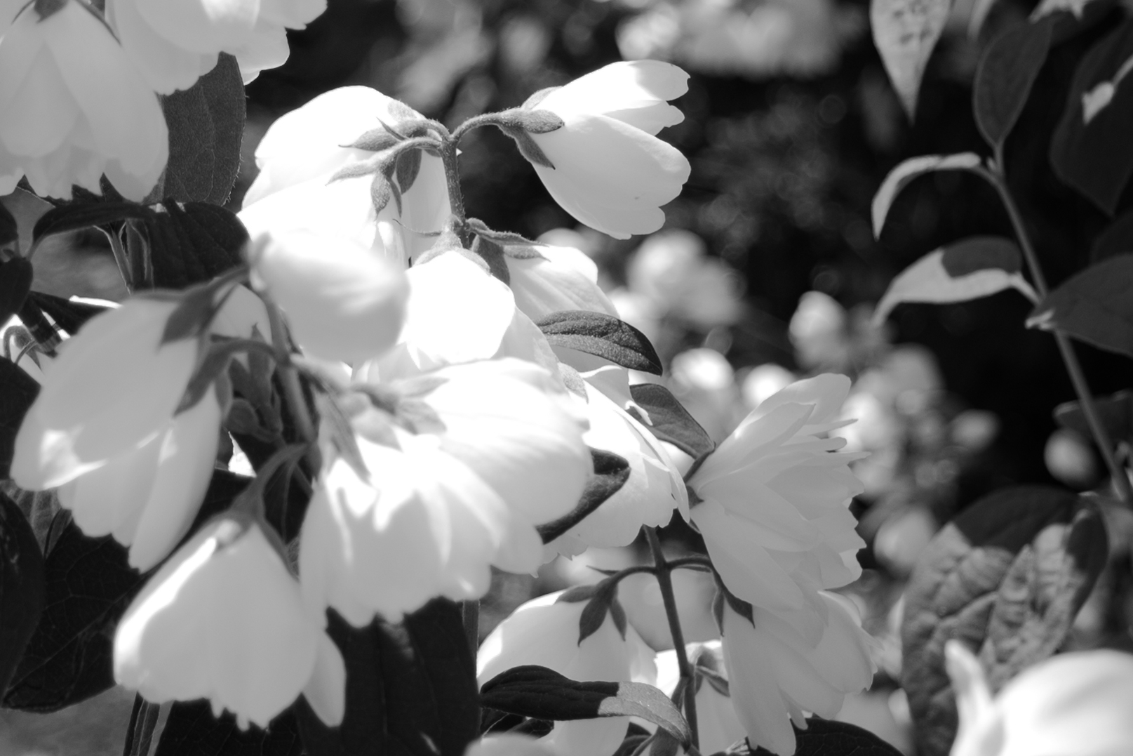 botanical 12.jpg