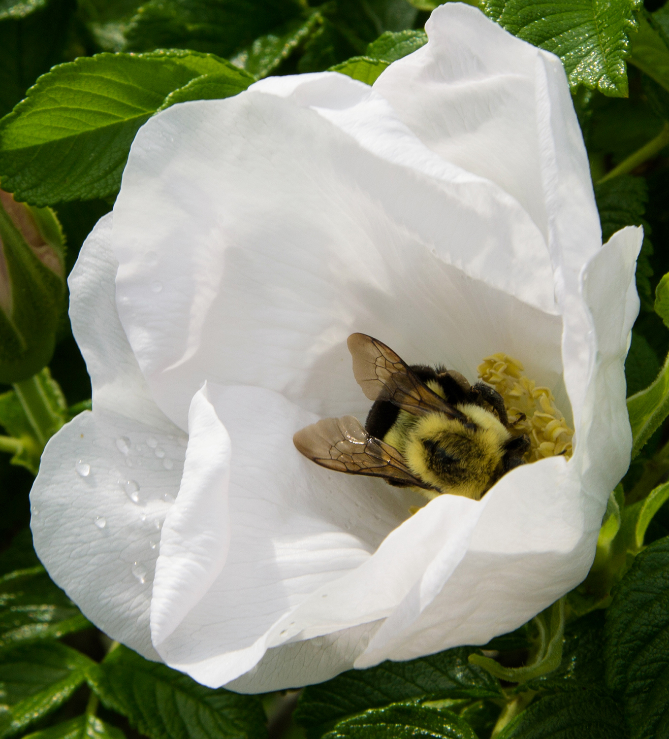 bee 3 web.jpg