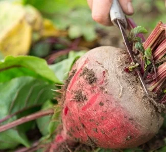 Beets