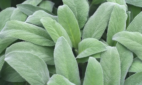 Sage