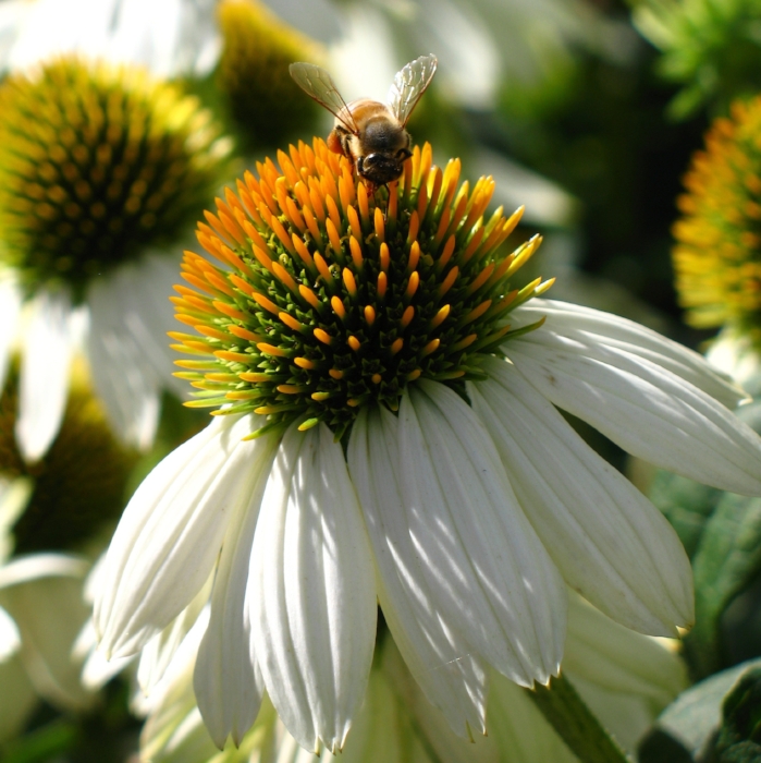  Echinacea and Bee: photo by Emilyn 