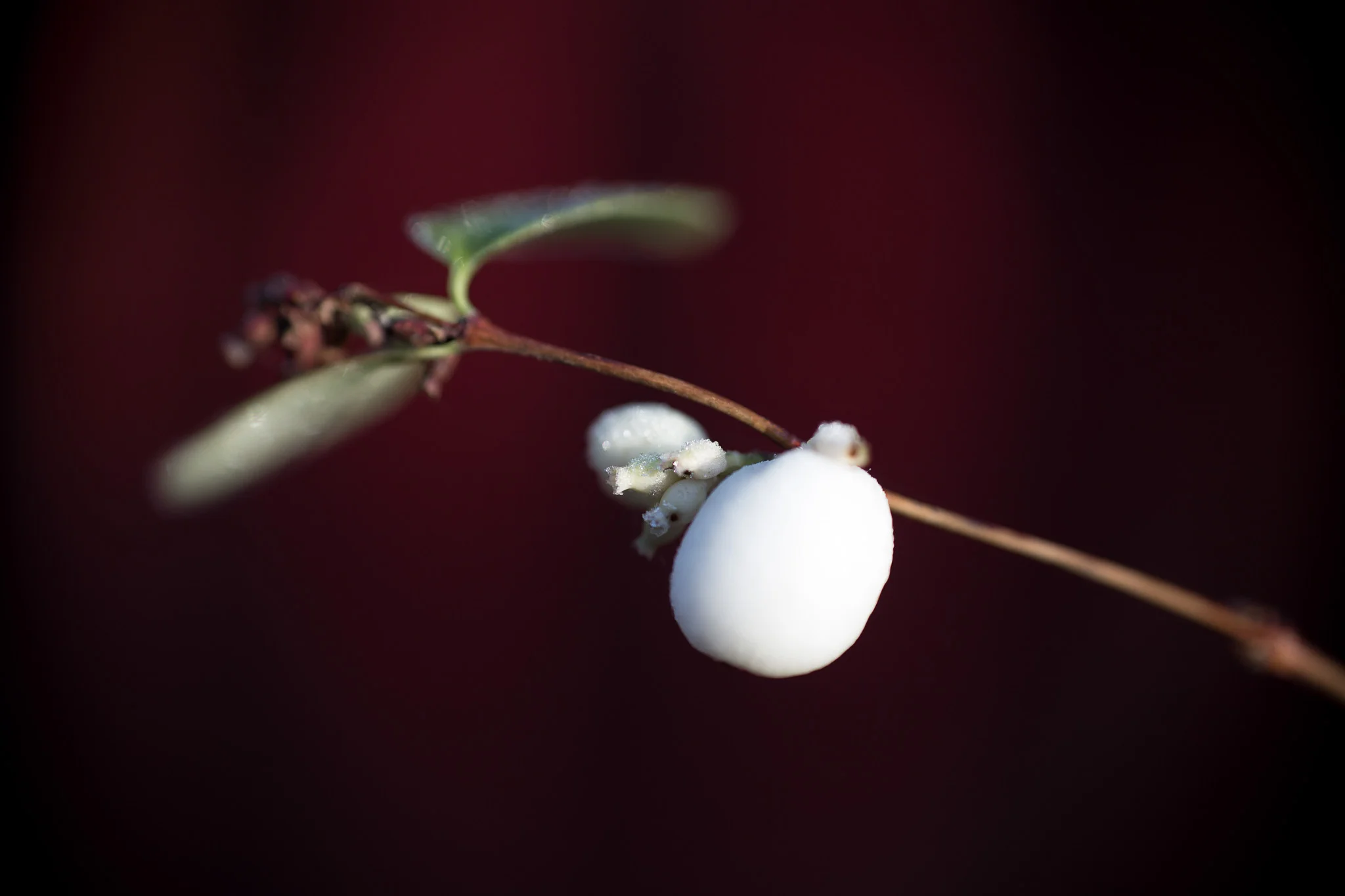 Diverse_171126-6D-268_webb.jpg