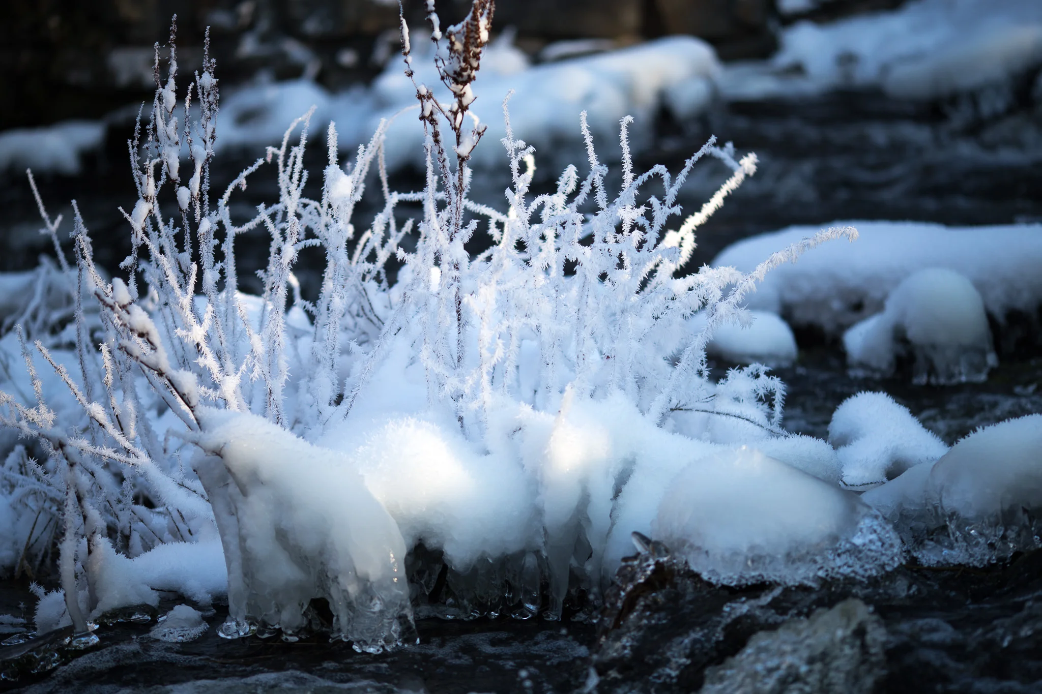 Ingrid Walter_Nyfors180120_1-264_webb-2.jpg