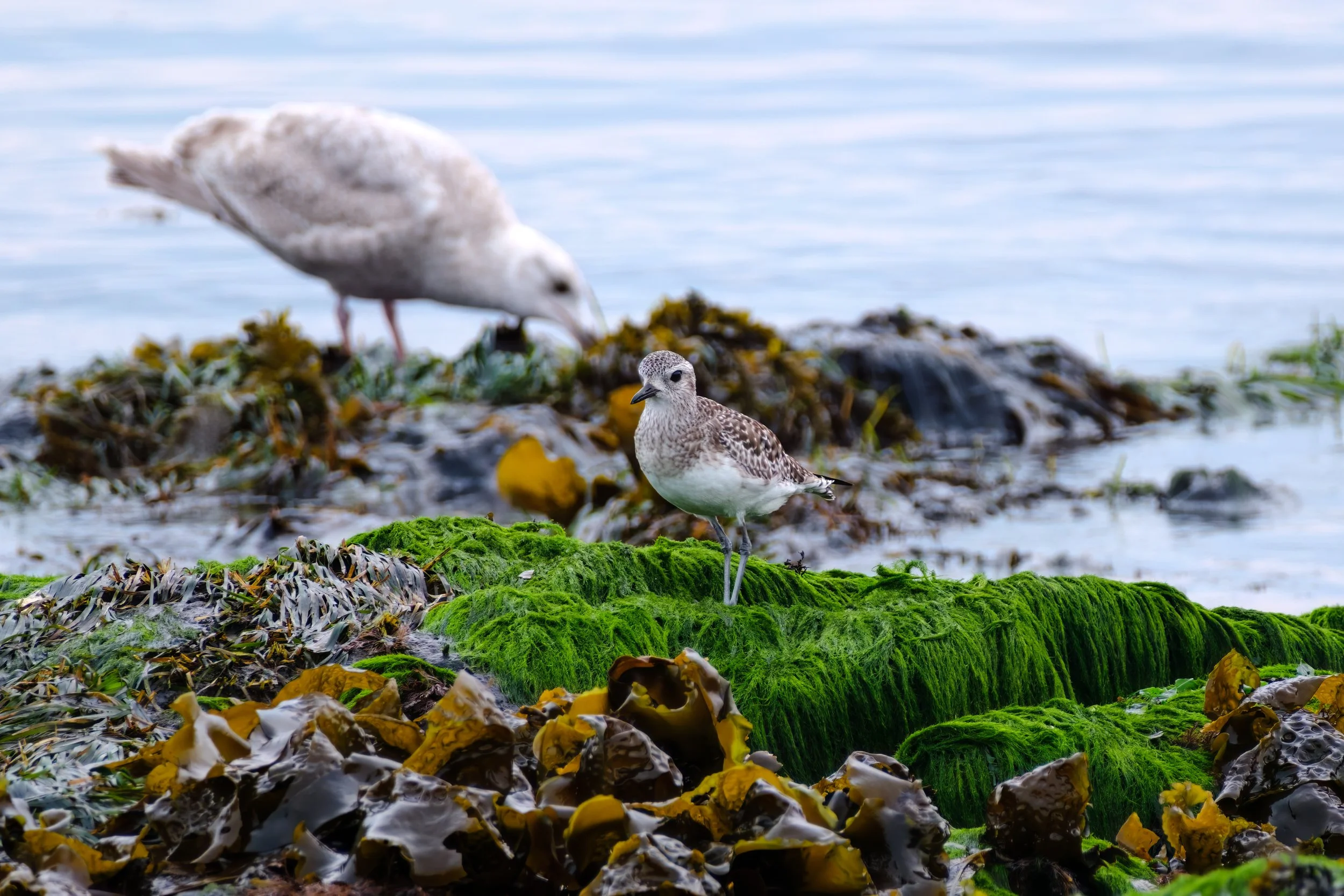A juvenile American golden plover perched on very tall, spindly legs on a pile of seaweed. A big female gull is feeding in the background.
