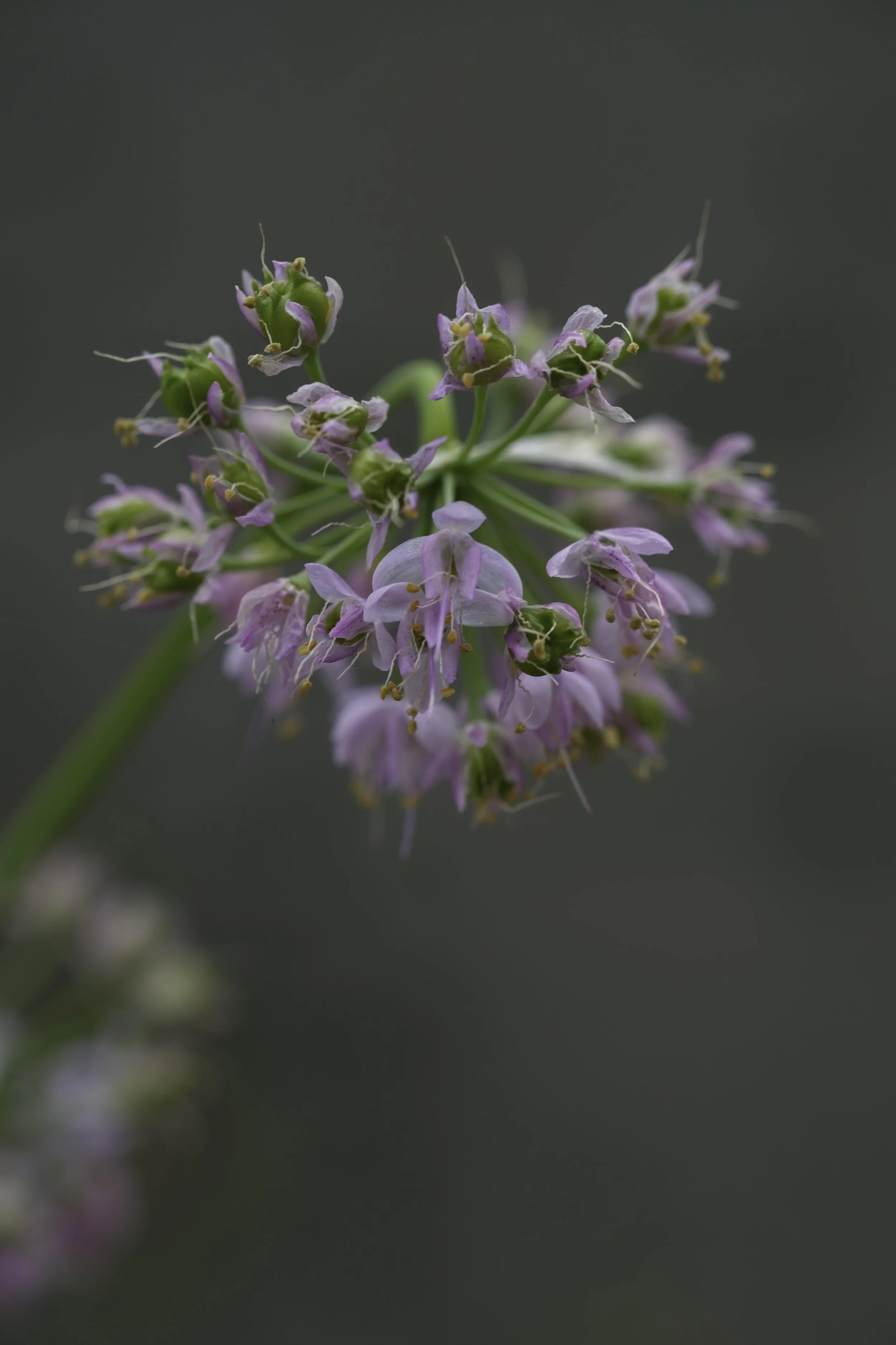 A starburst cluster of pink nodding onion flowers is just starting to fruit with petals still hanging on, but green globes swelling at the centres.