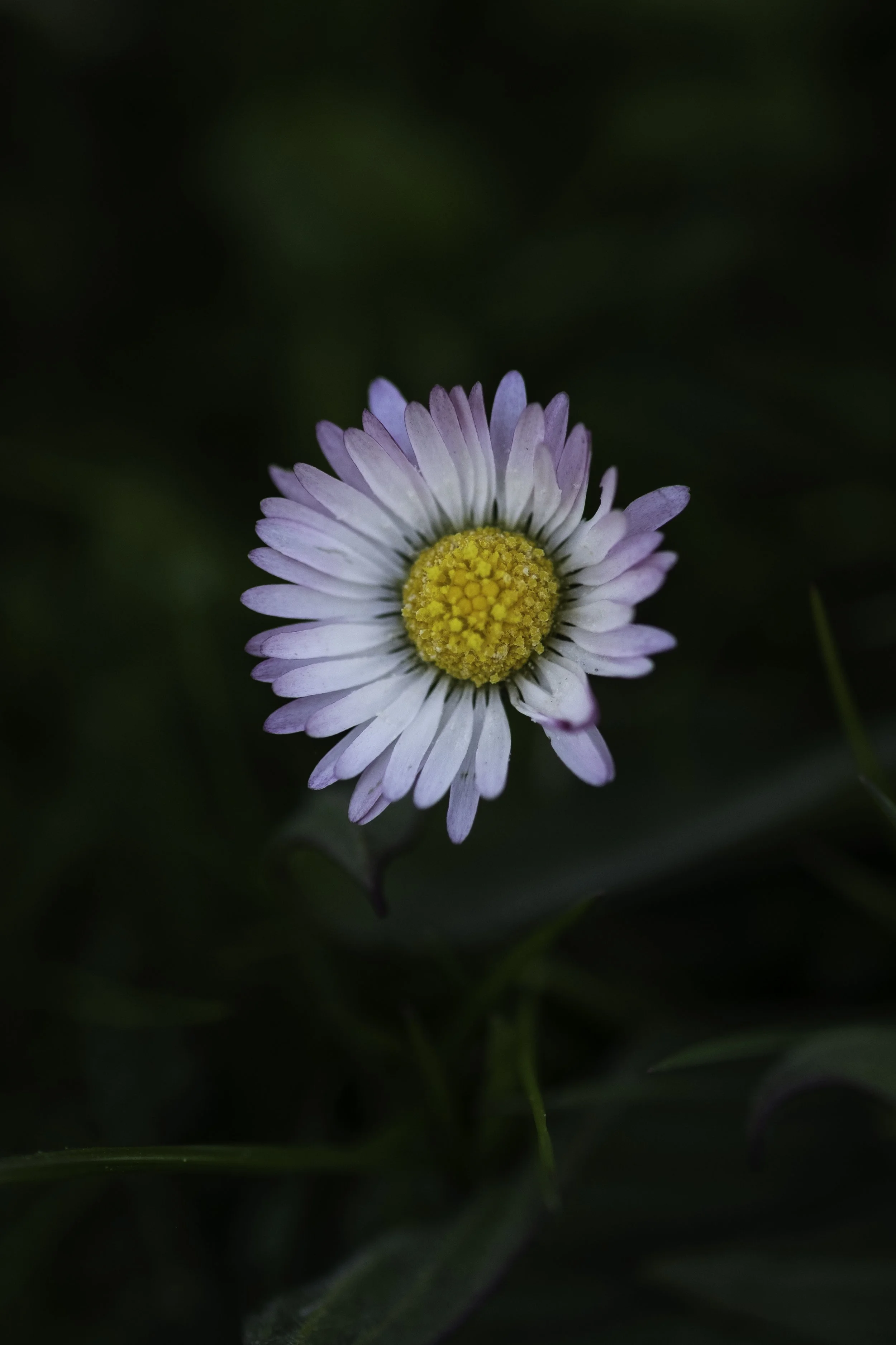 A bright daisy with a vivid gold centre and layers of petals that are white near the centre and fade to a pale magenta at the tips.