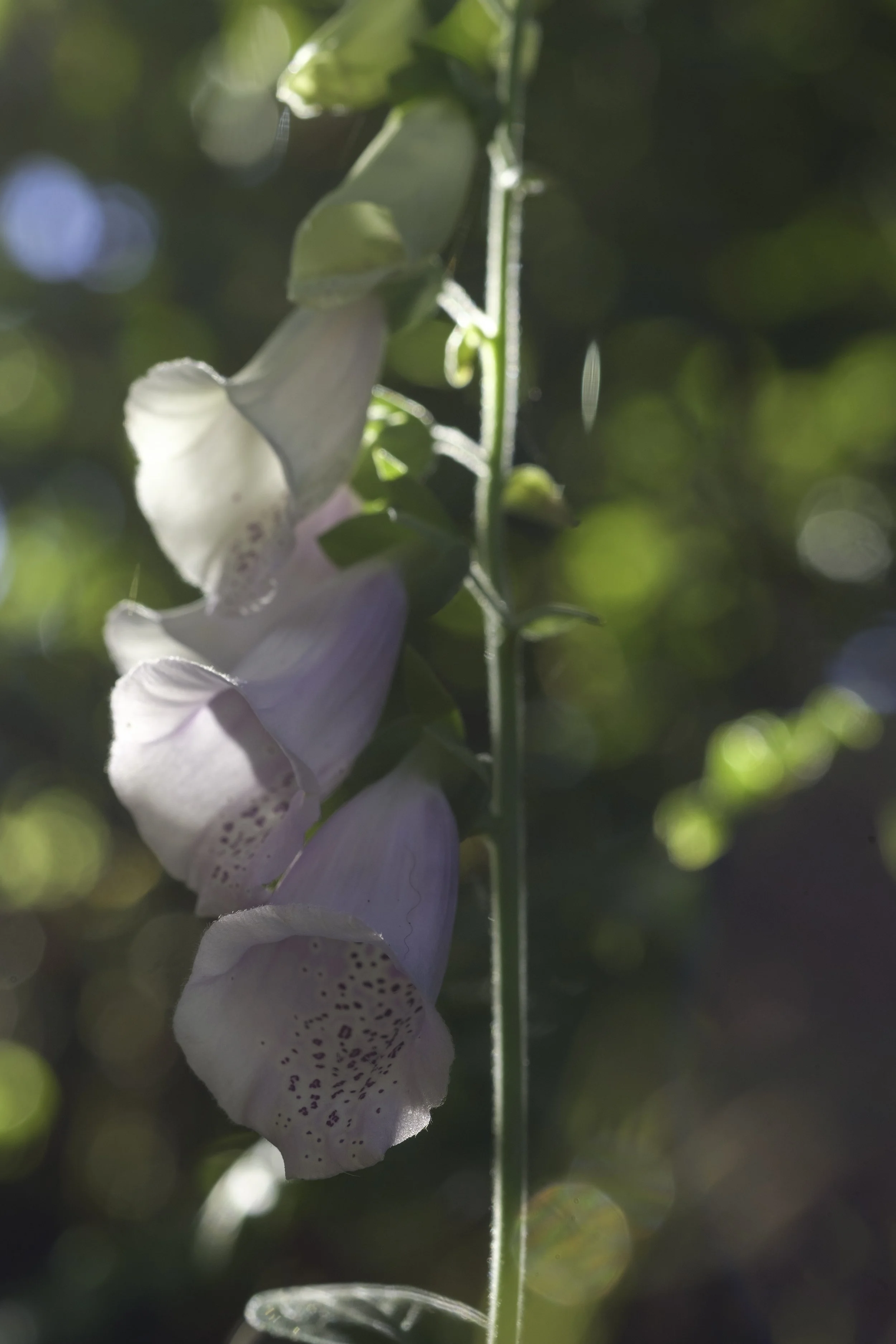 Pale pink foxglove trumpets are arranged vertically on a green stalk. The sun is shining through brightly and washing out the colours.