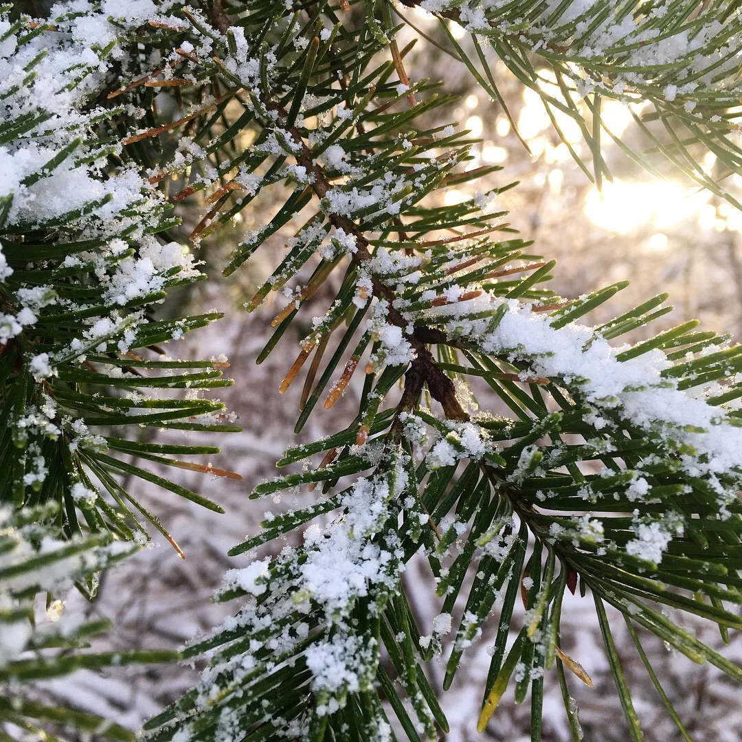 Magical Snowy Victoria