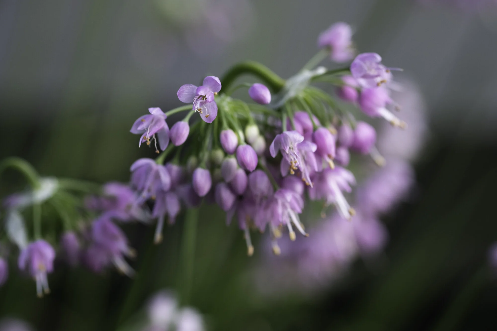 Just Nodding Onion Flowers