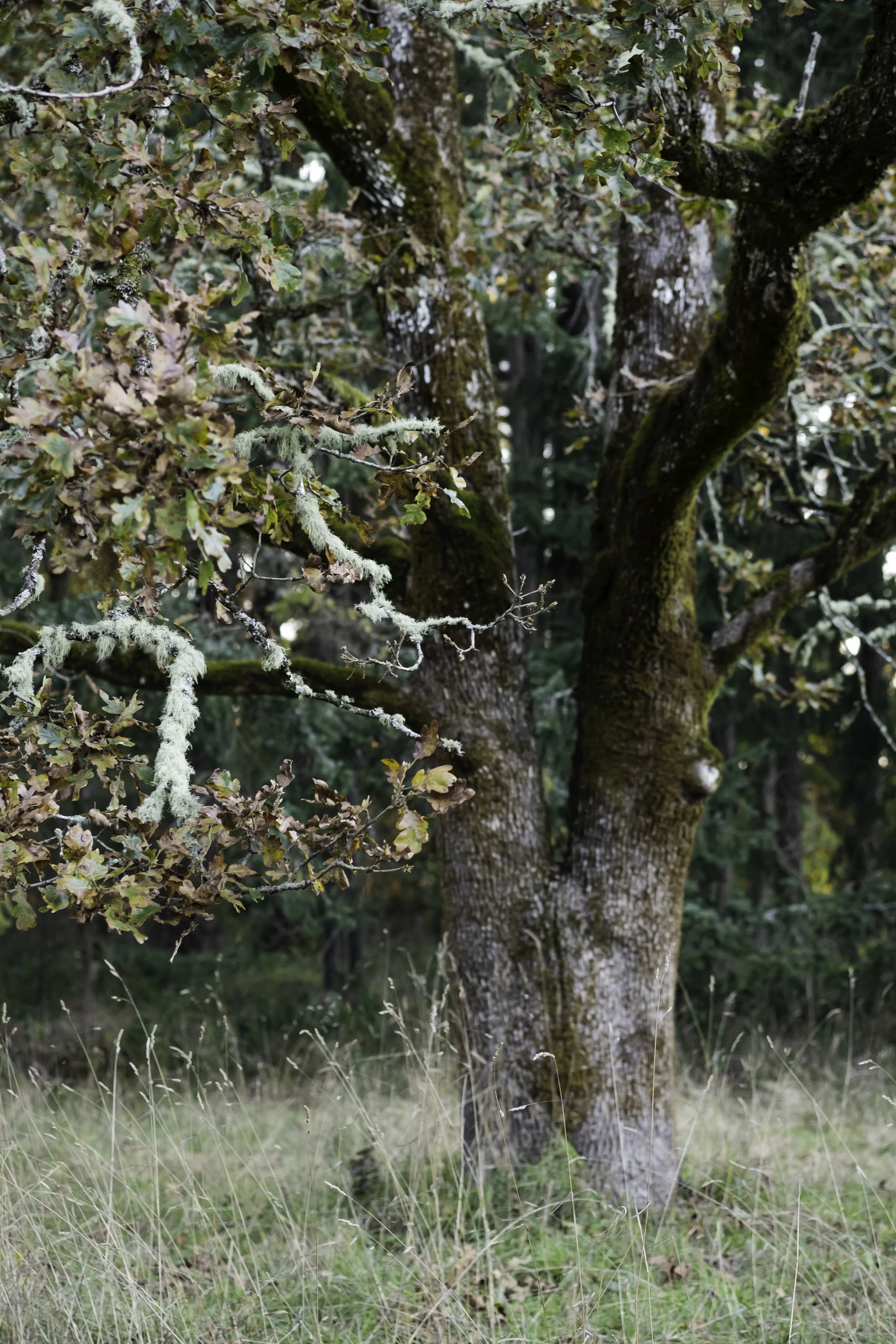 An oak tree with moss and lichen adding colour to its gnarled bark and branches.