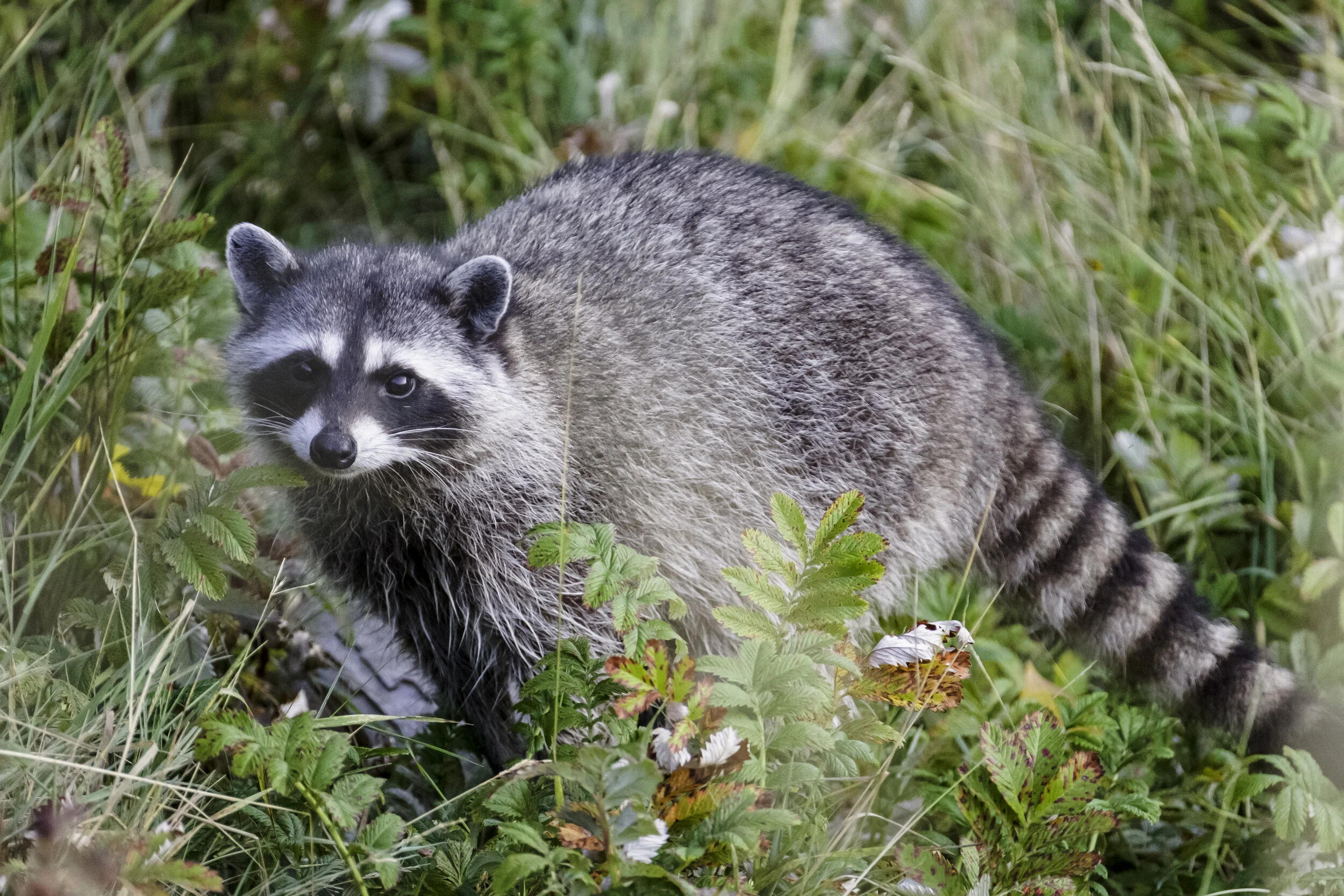 Take a Summer Stroll with me — Andrea Rangel