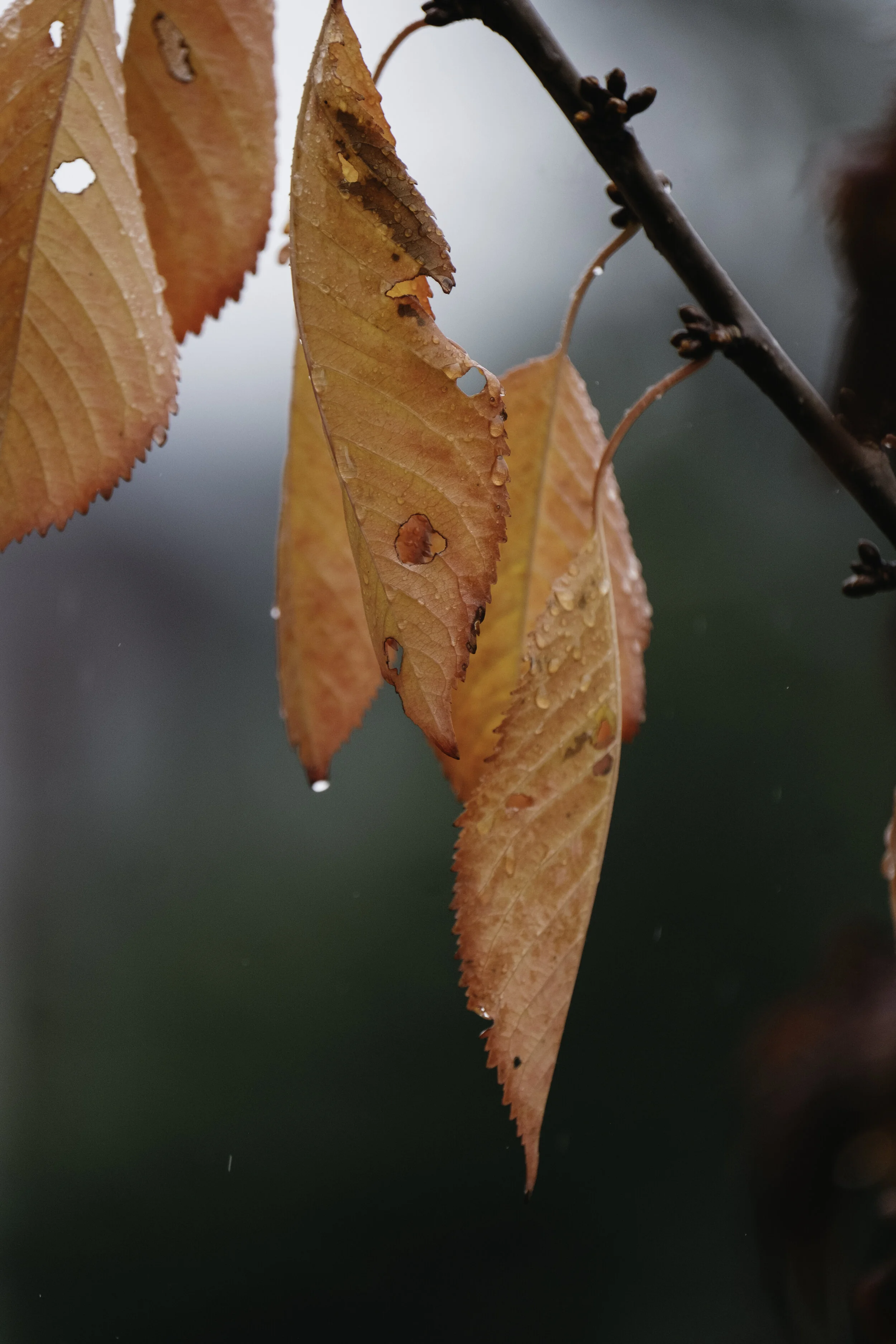 Leaves turning