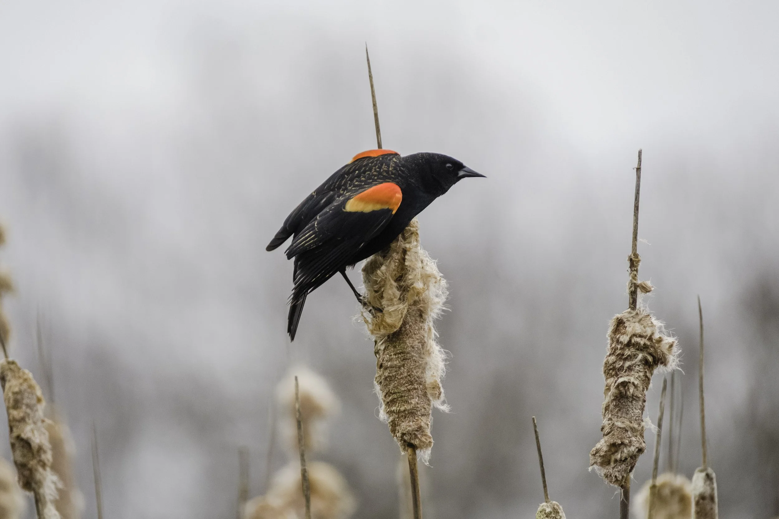 Winter Birding