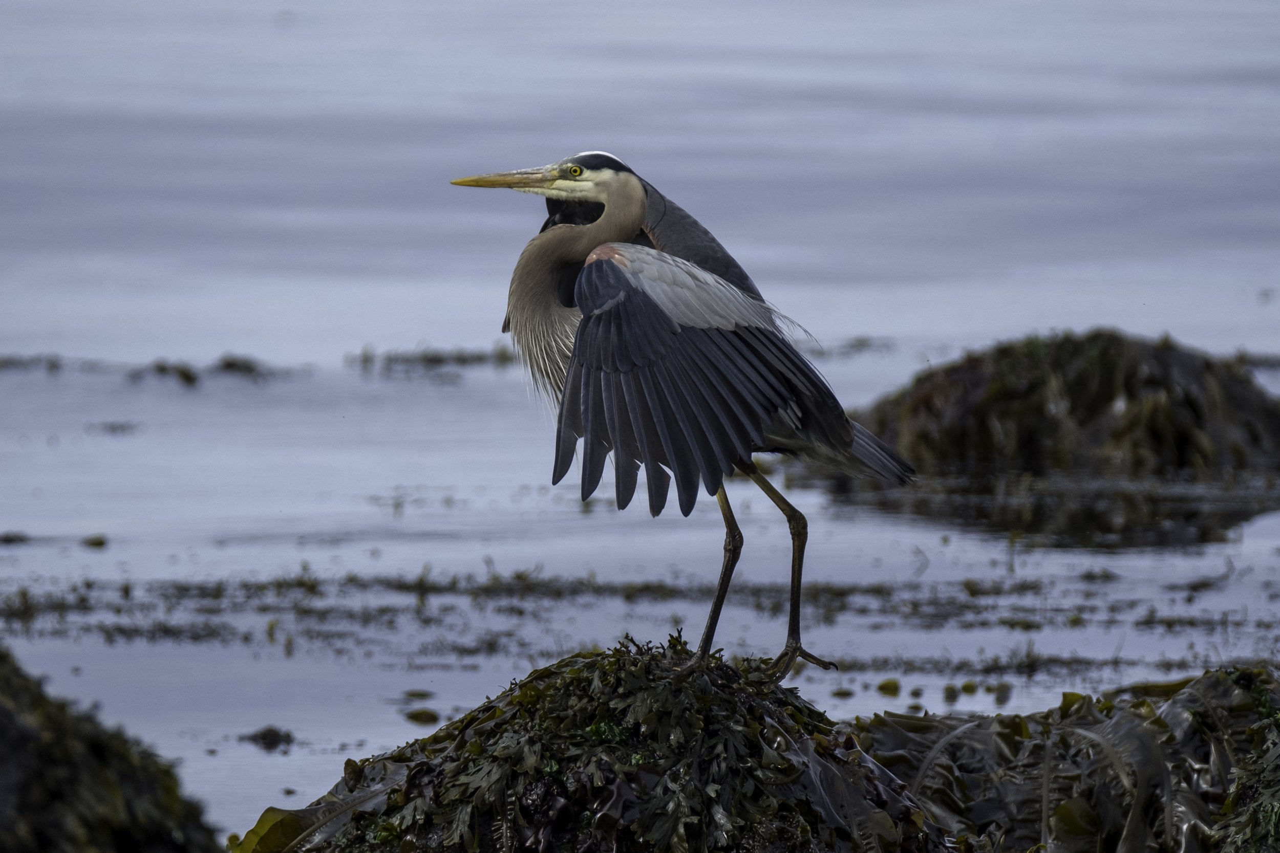 Wildlife on the beach