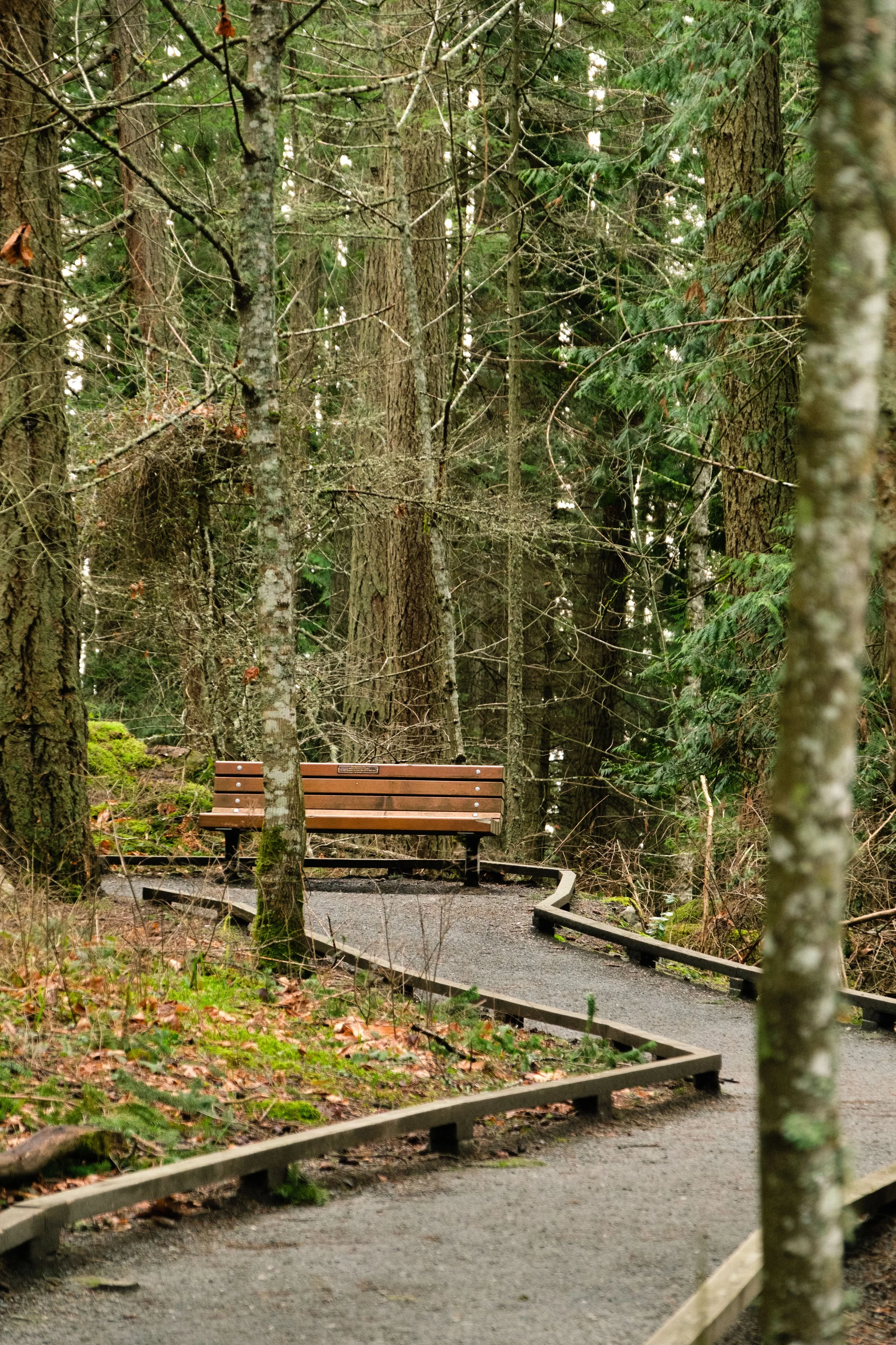 A wooden bench at the end of a winding forest trail.