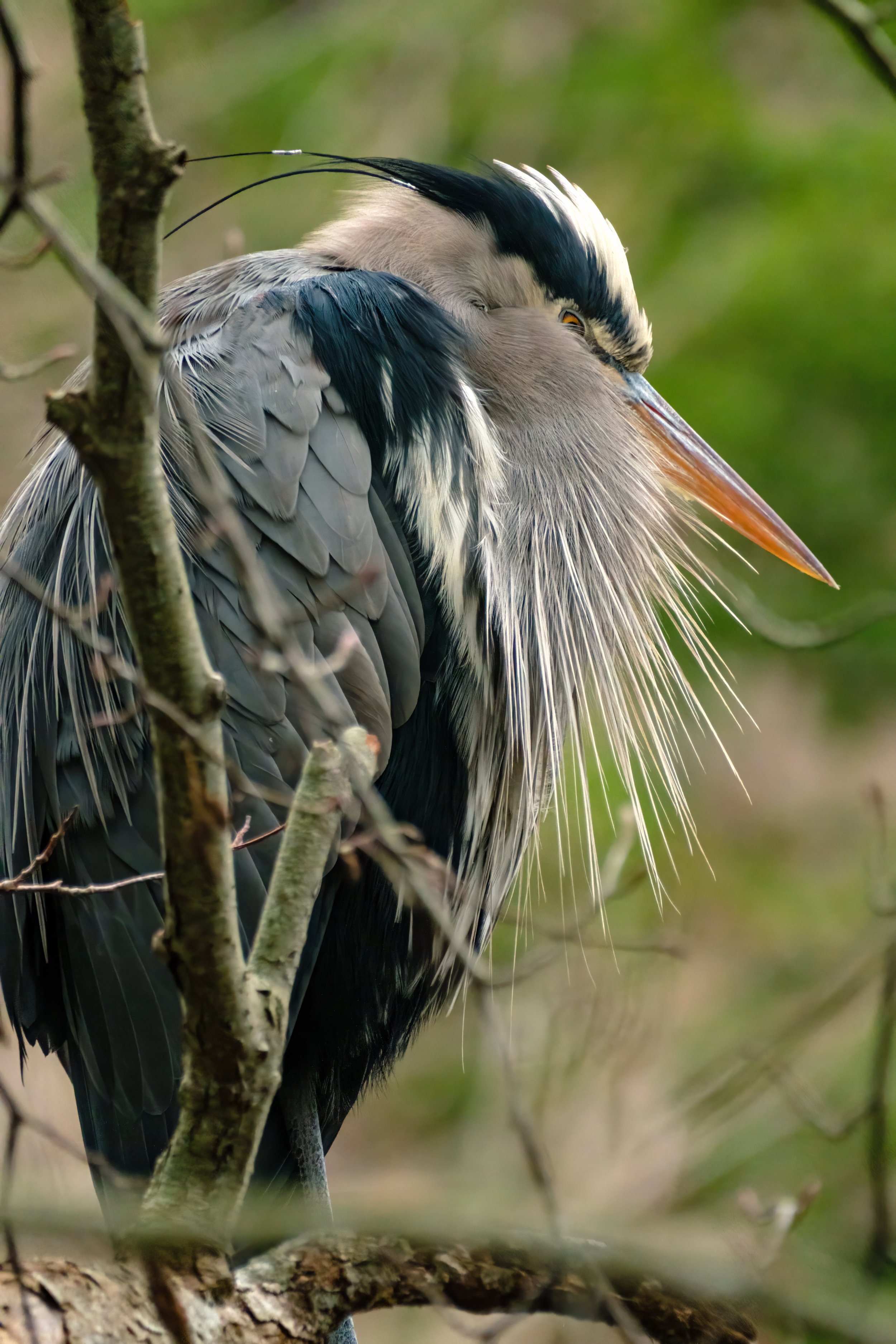 An All-Birds Post