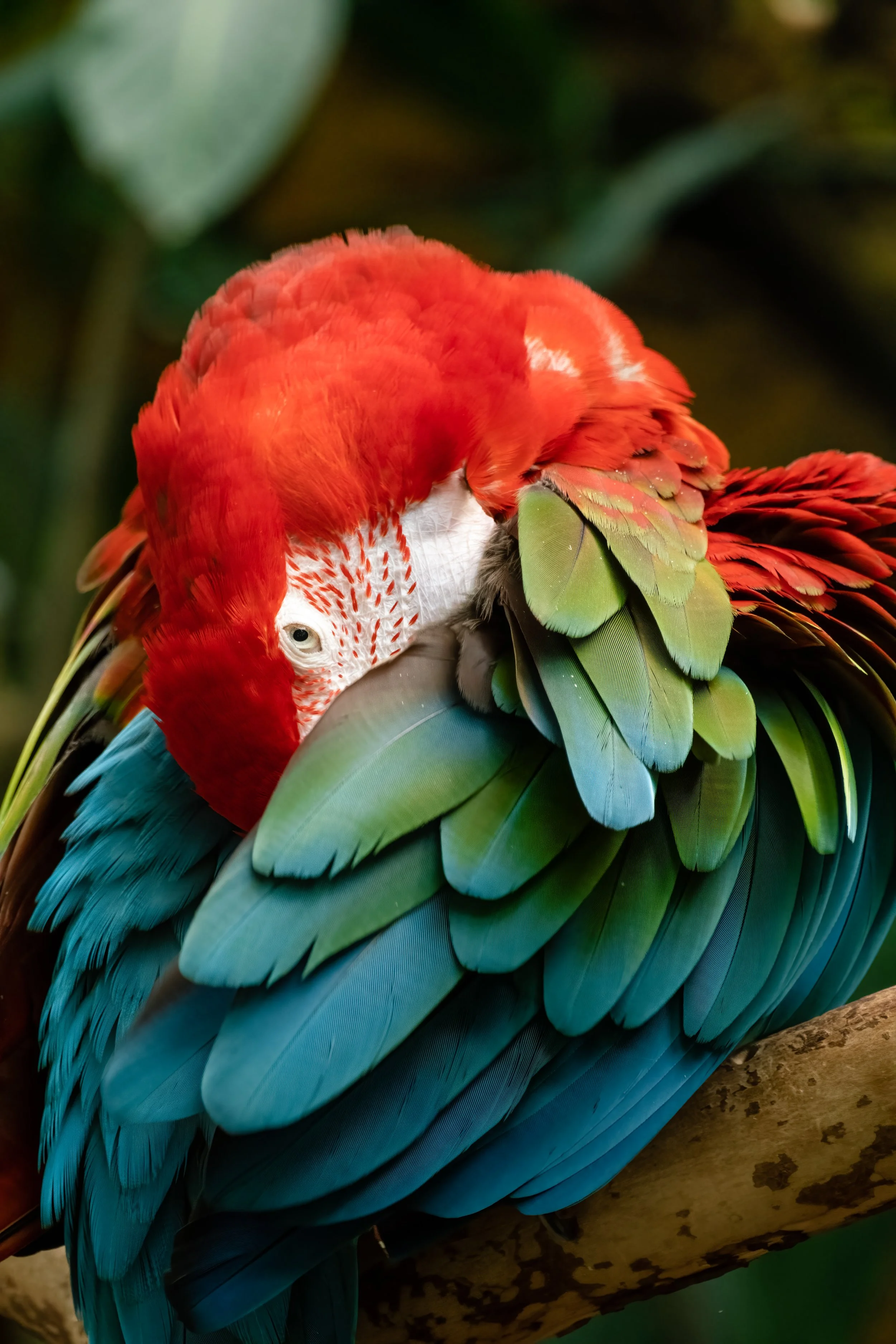 Tropical Birds!