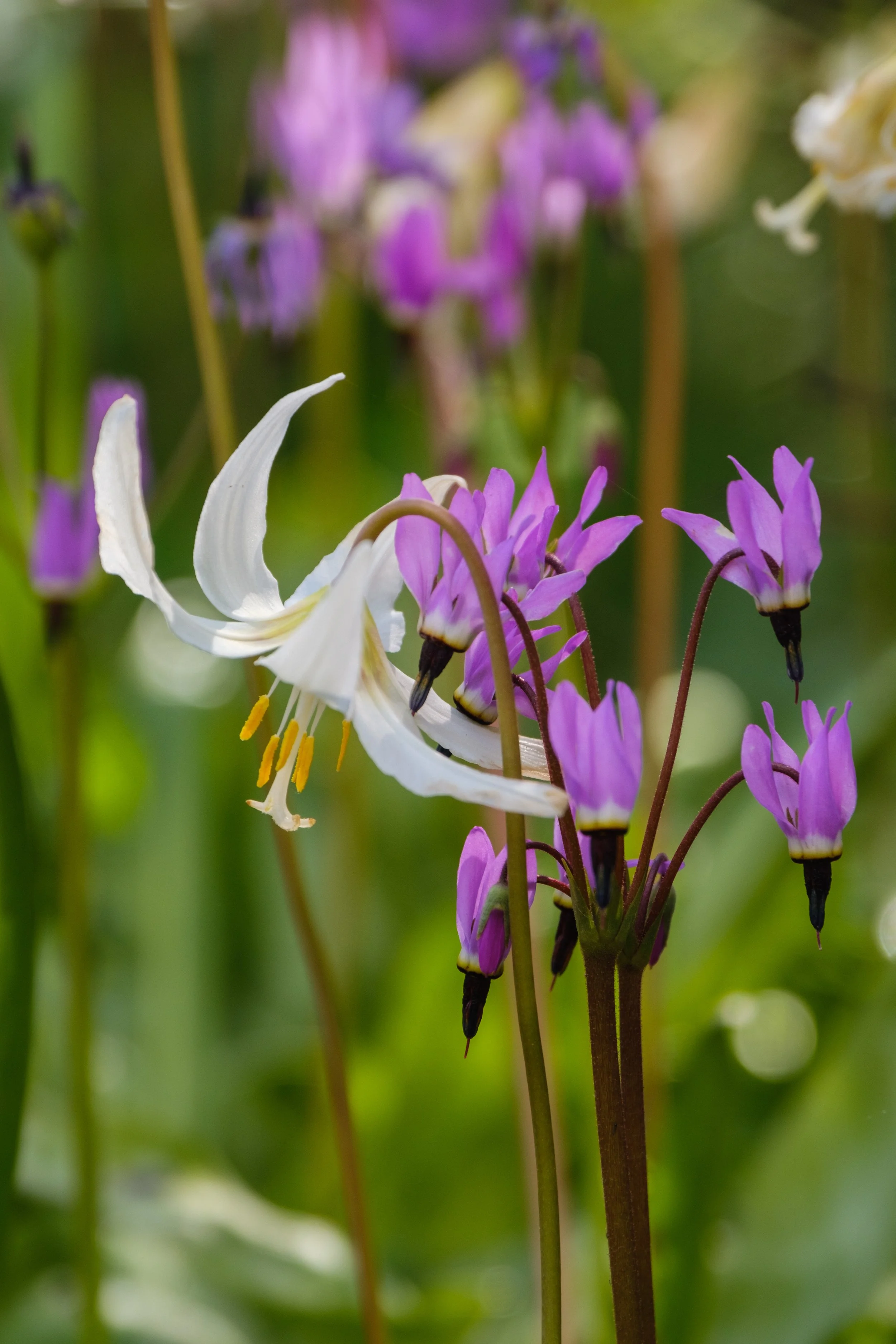 First Wildflower Celebration of the Year!