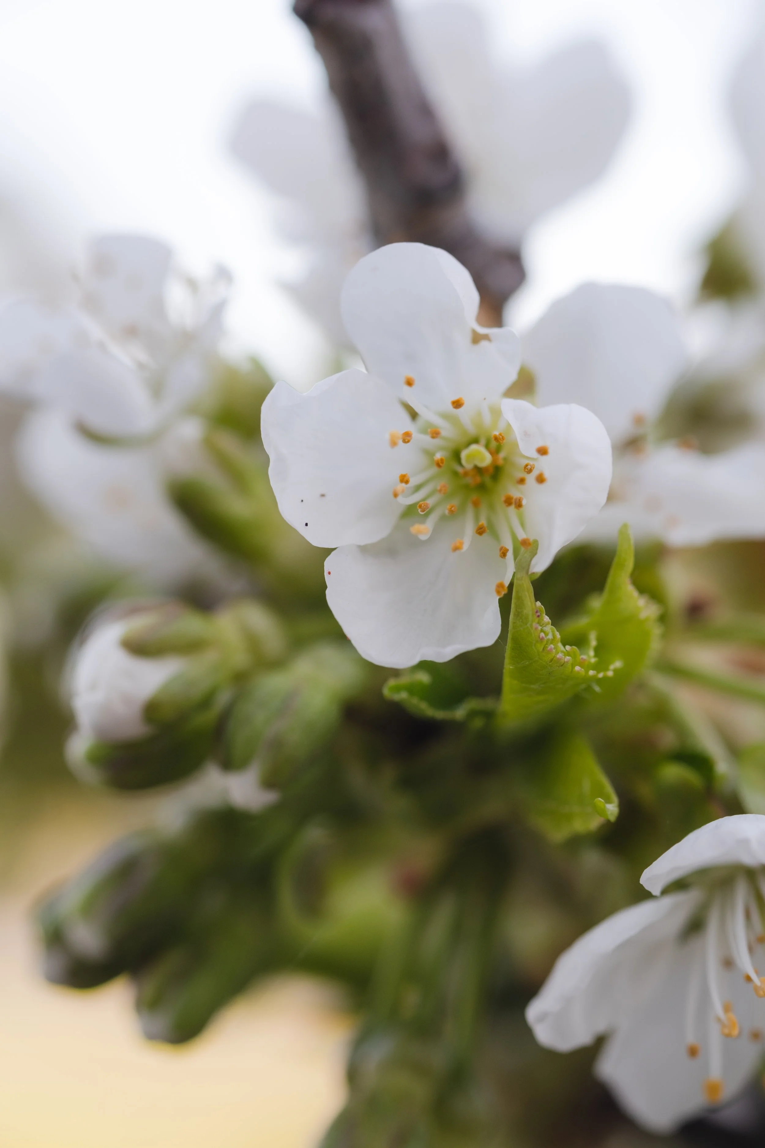 It's Cherry Blossom Time!