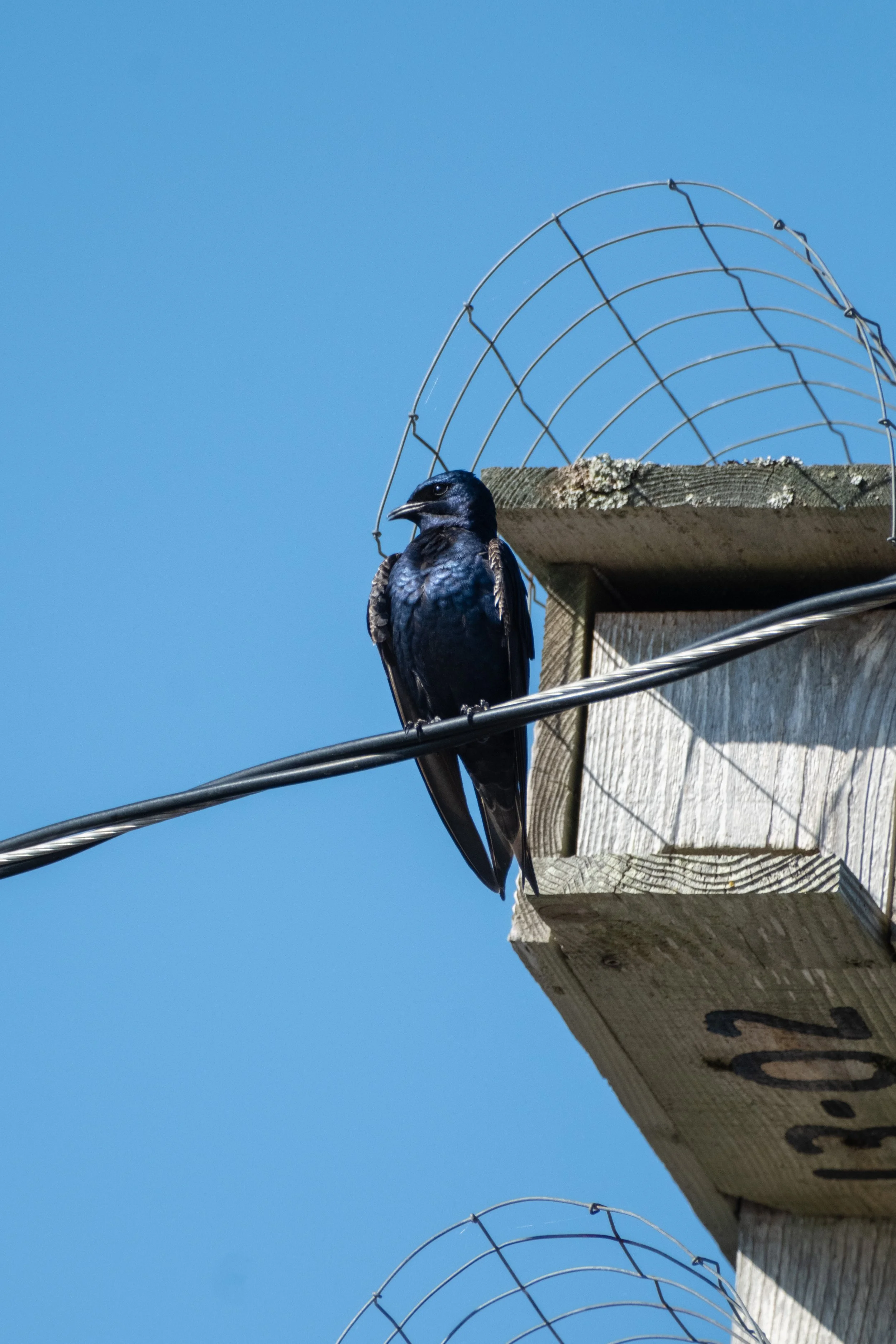 All Kinds of Swallows!