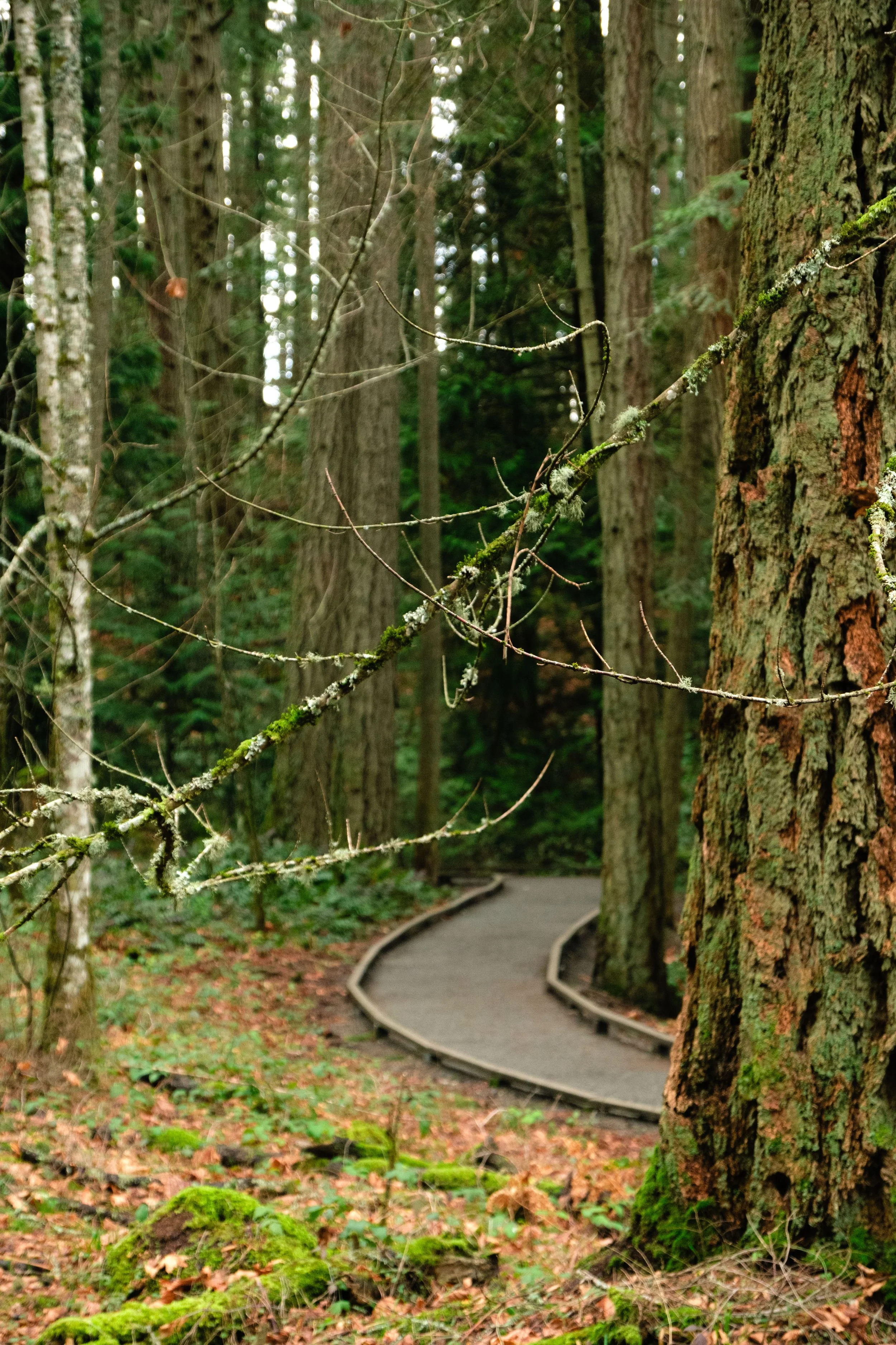 A wide path curves through a forest with big trees, mossy rocks, and dried orange ferns.