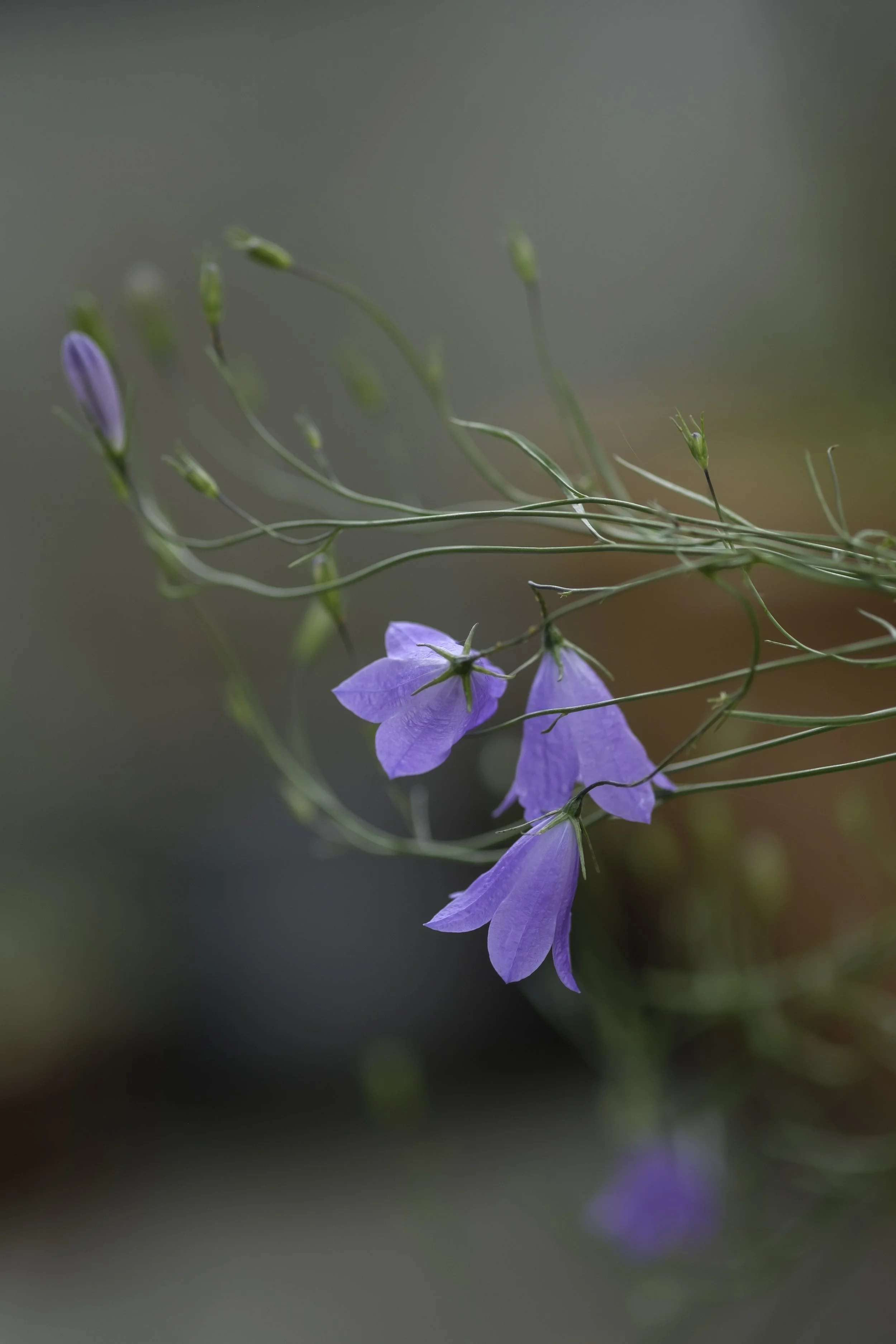 Delicate periwinkle purple hair bell flowers are just dangling off slender green stems.