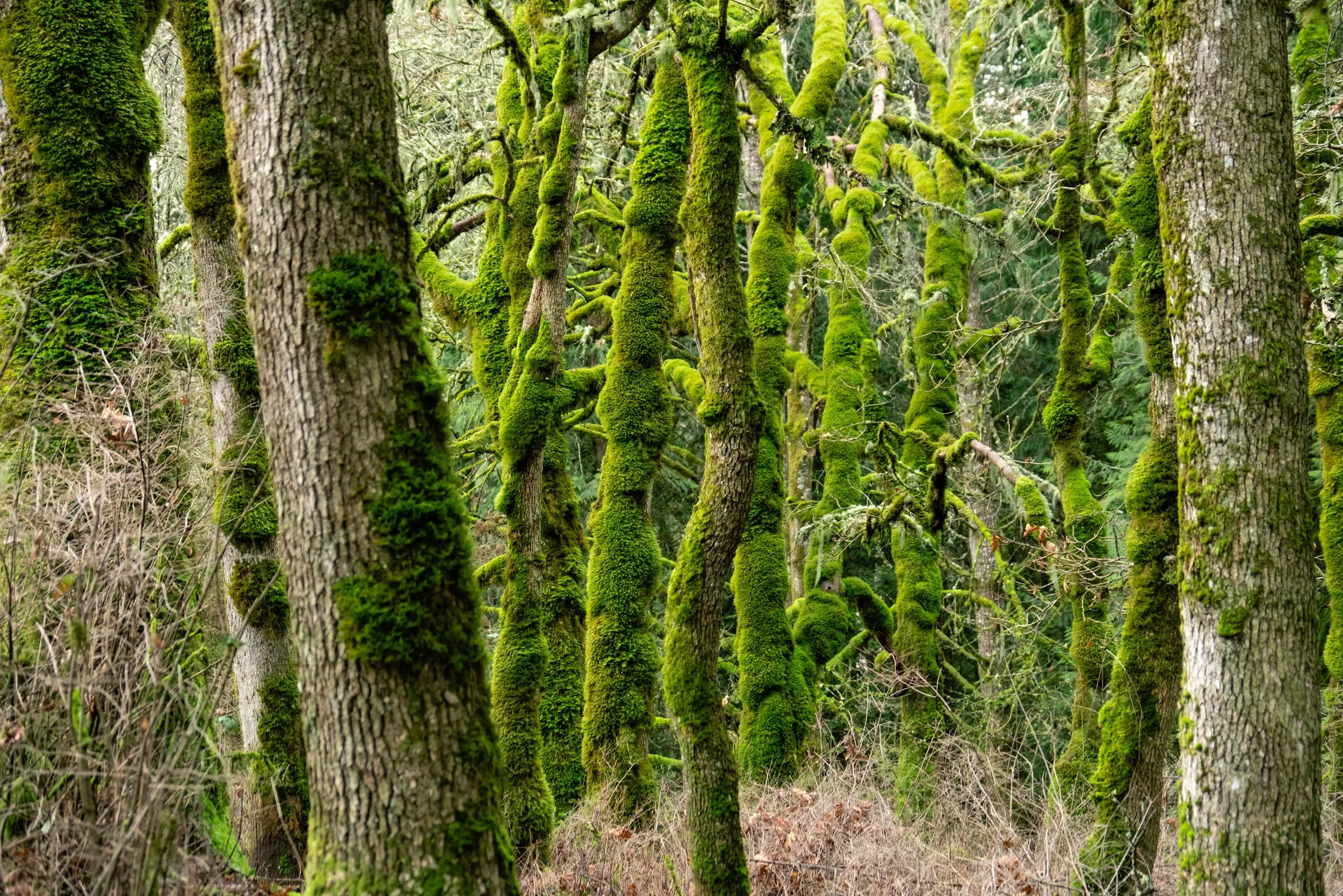 Slender tree trunks coated in soft, glowing moss are clustered together.